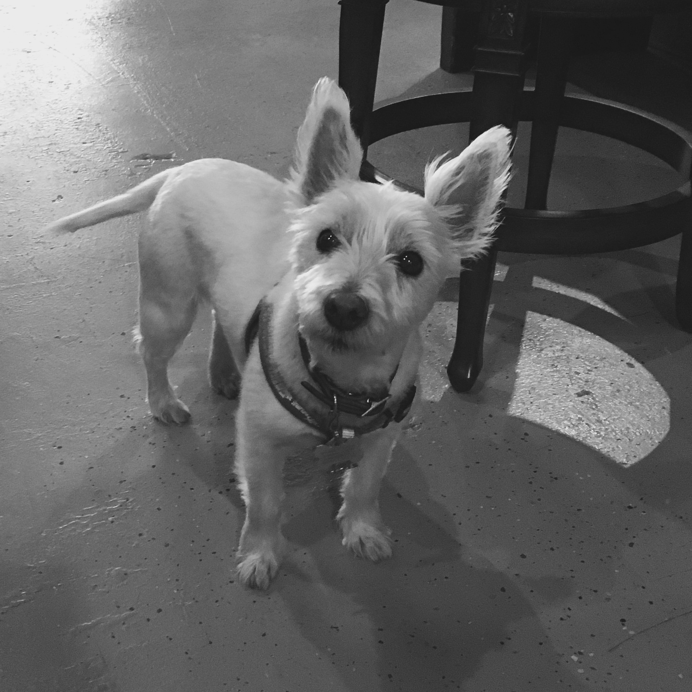 Sweet little Noodles, the coffee shop pup.