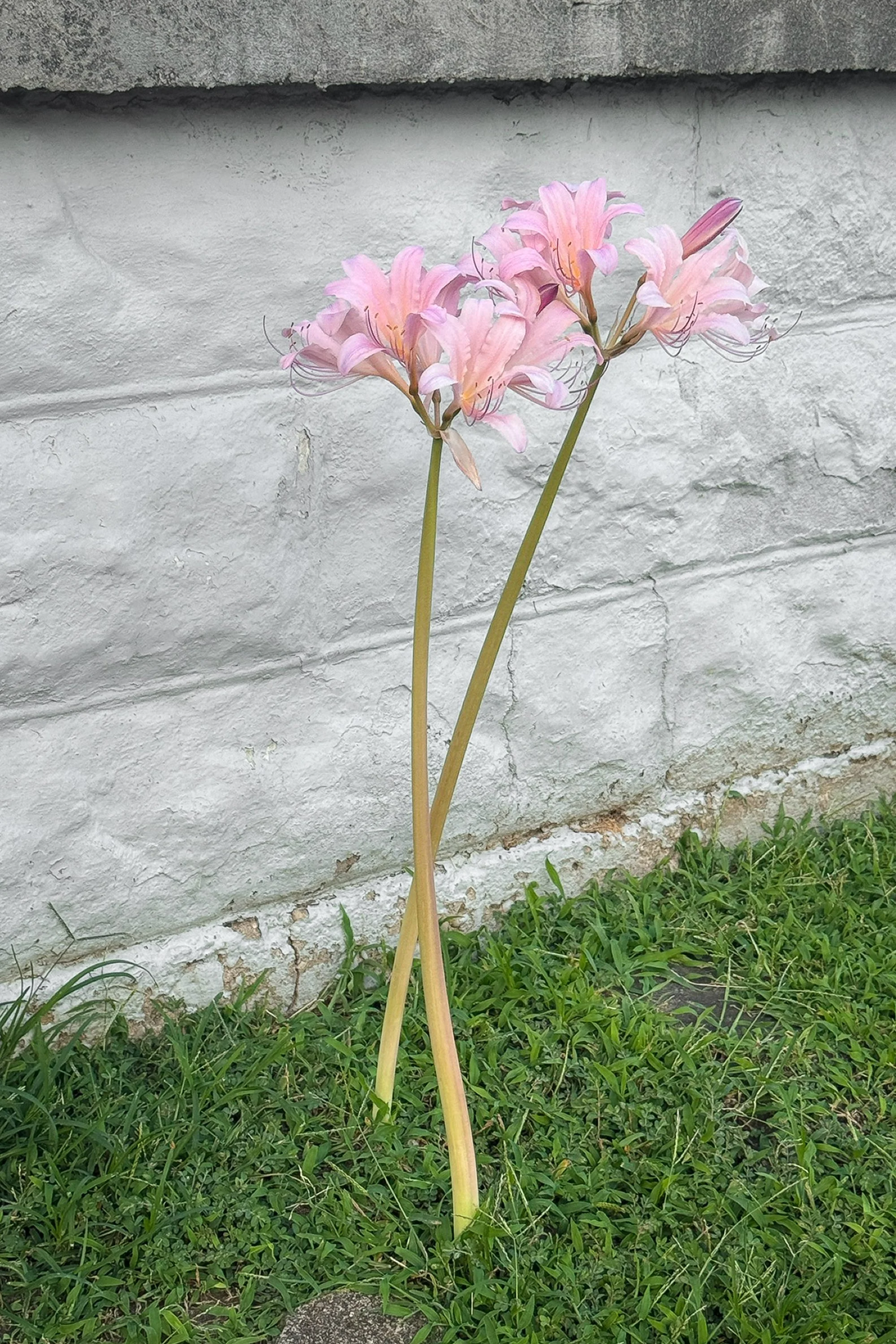 8.13.25