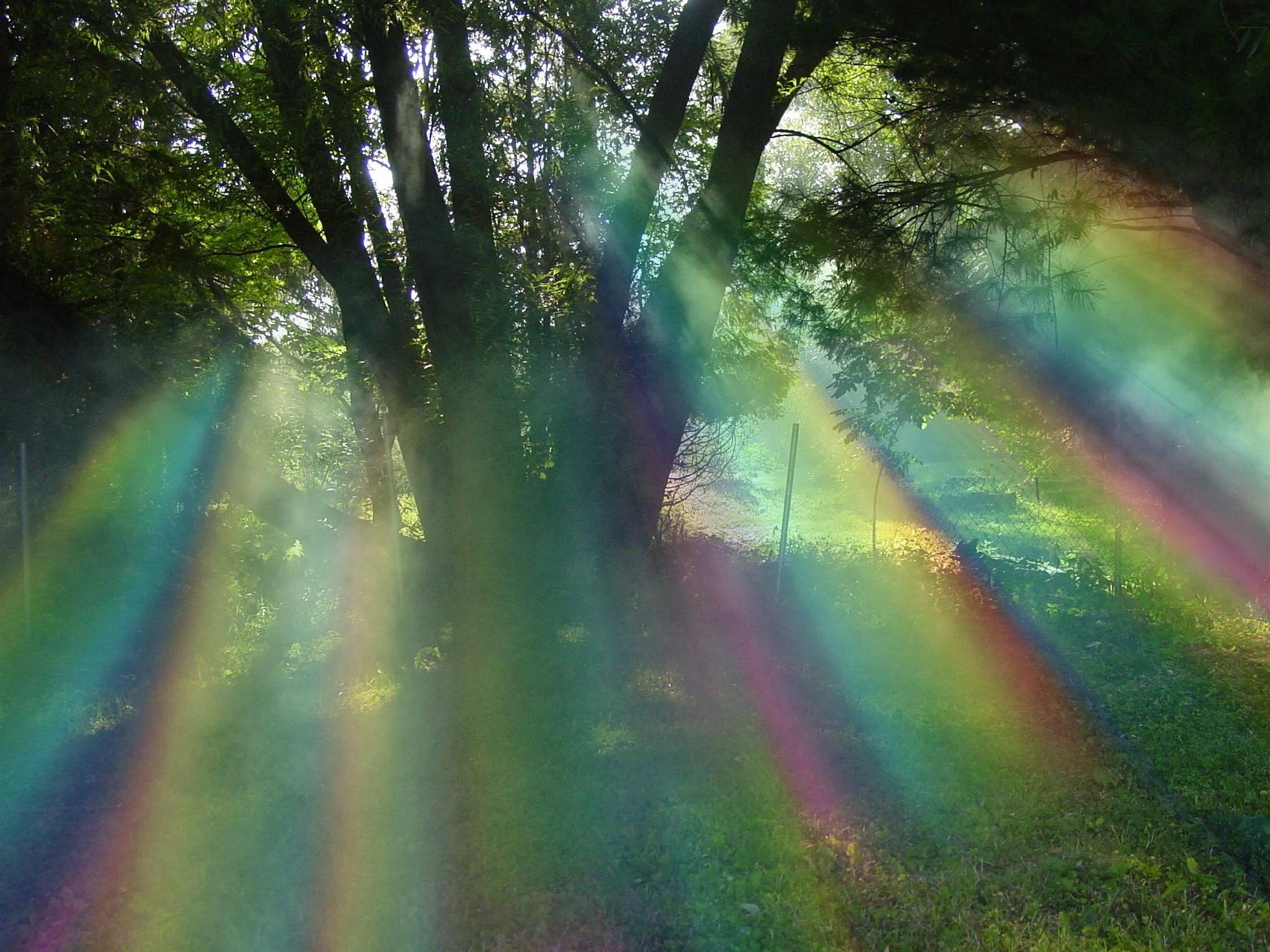 willow_tree___rainbow_by_mrl33t.jpg