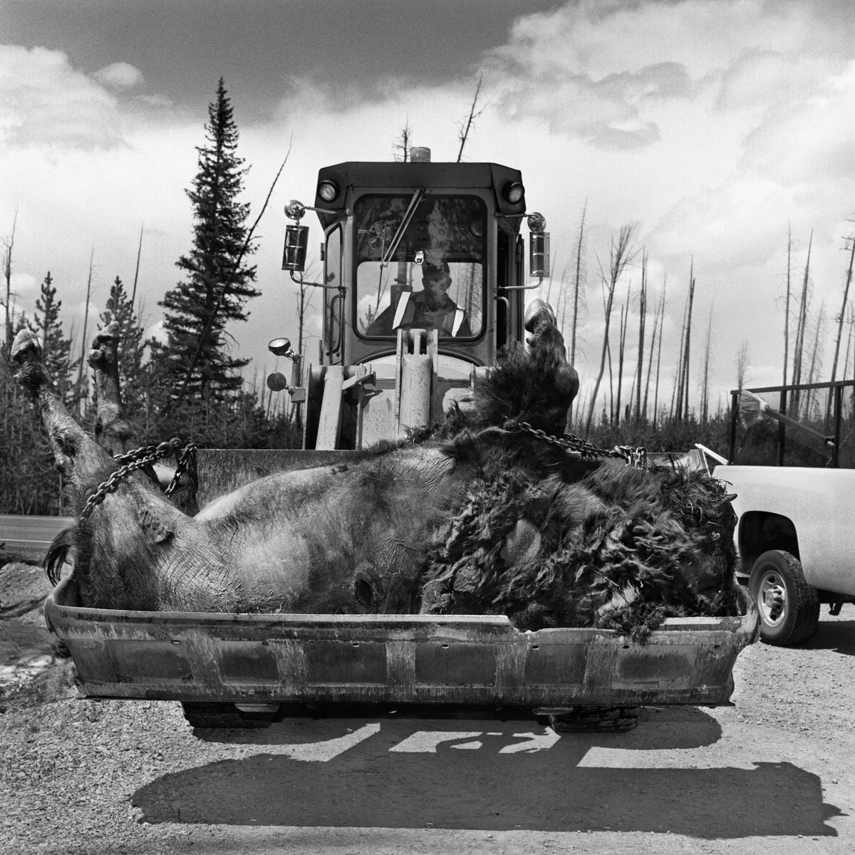 rattman_11_6_24_deadbuffalo_edit.jpg
