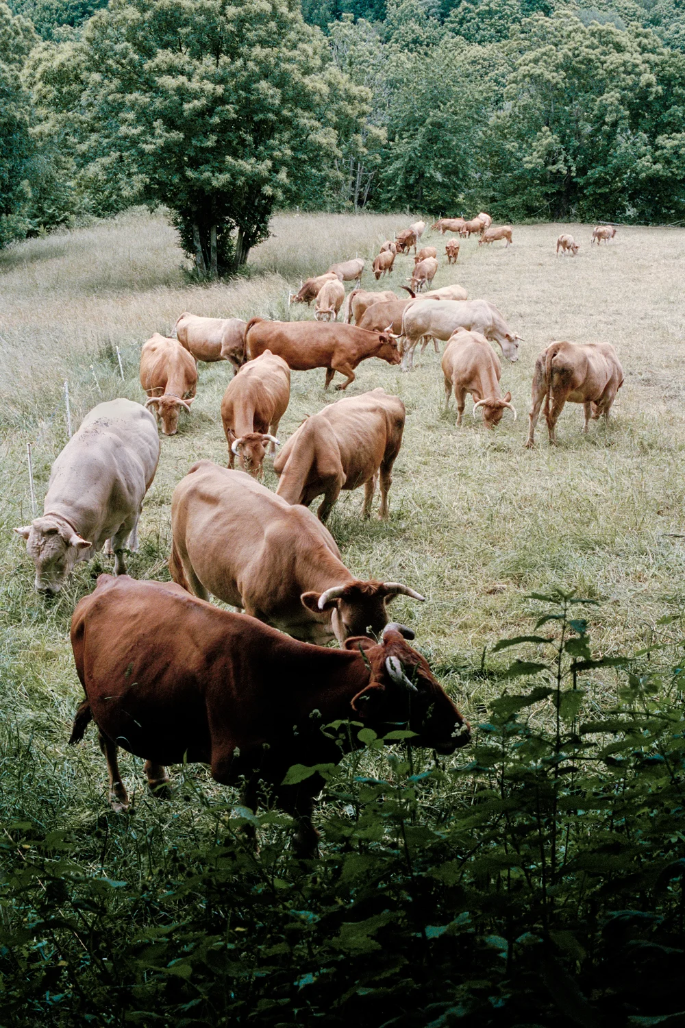 Camino Cows, Samos, Spain