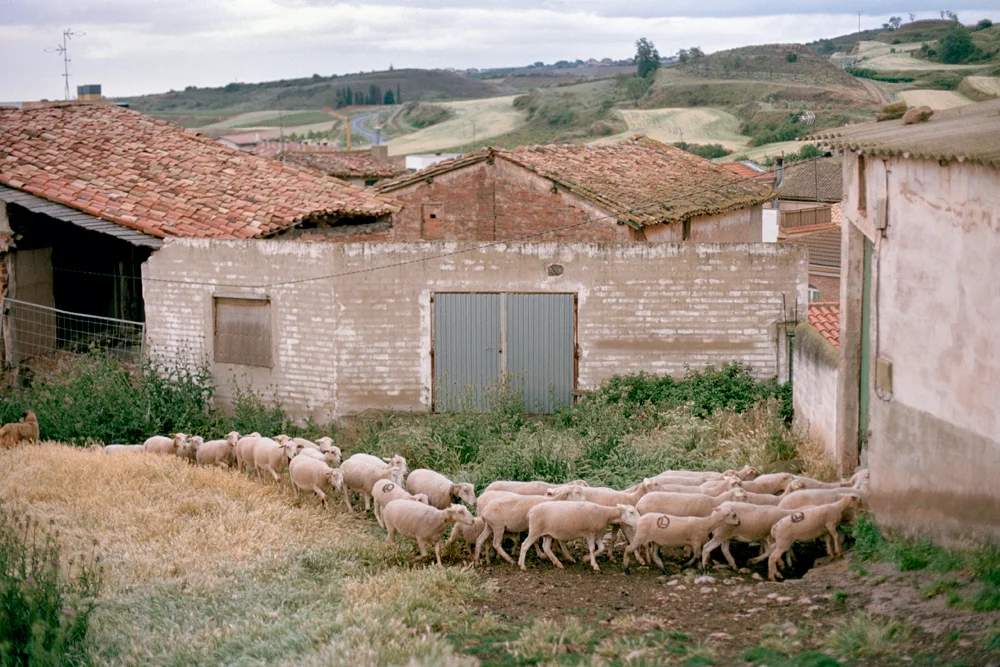 The Herd, Ventosa, Spain