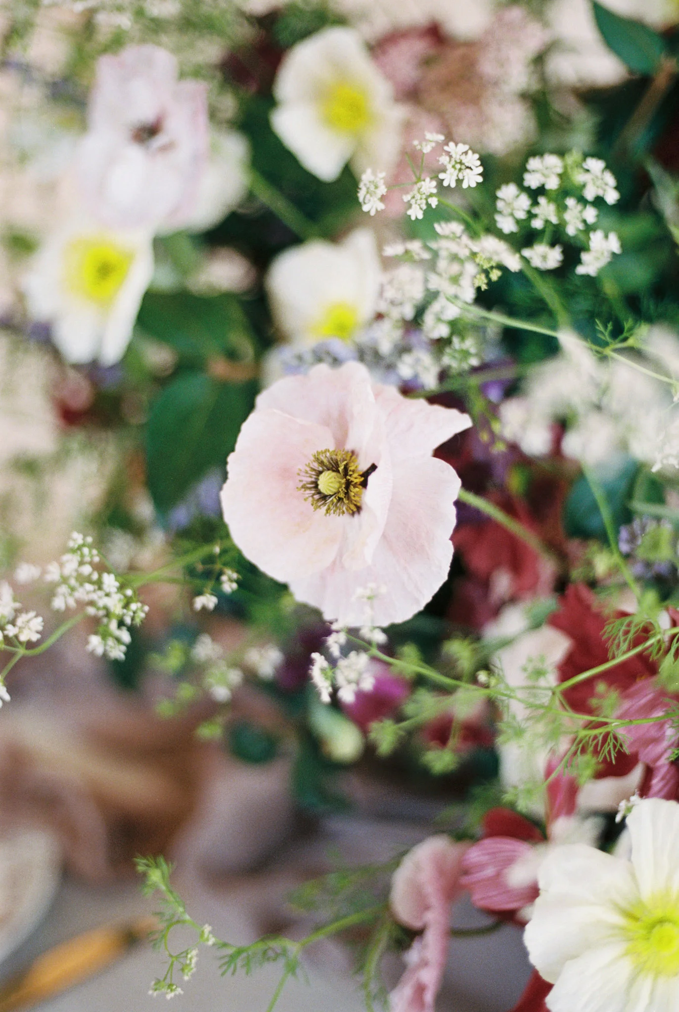 caroline koehler photography