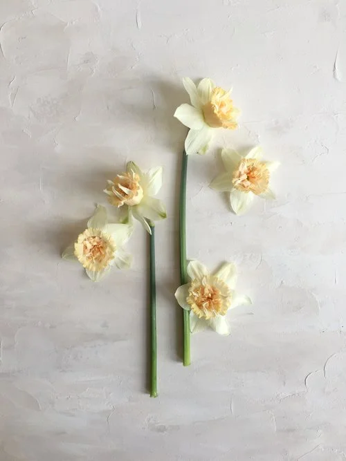 Daffodil 
