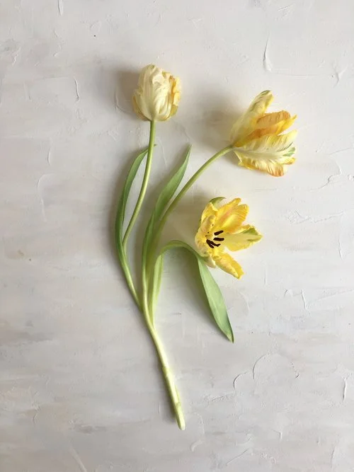 Parrot Tulip