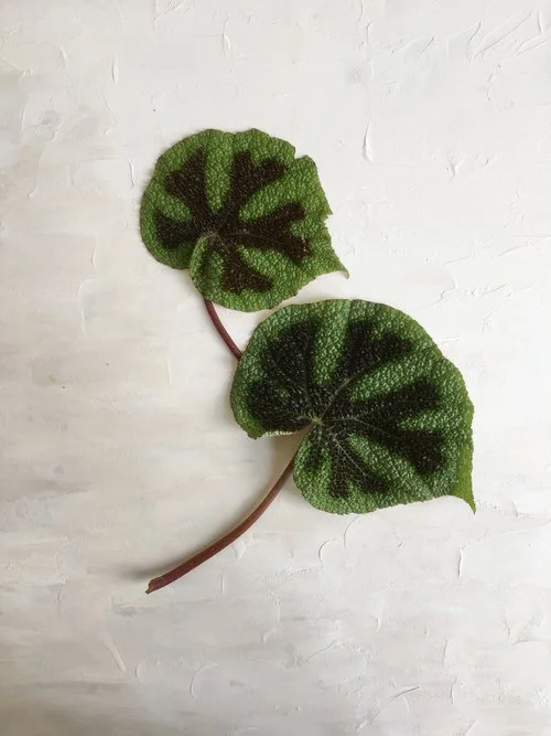 Iron Cross Begonia 