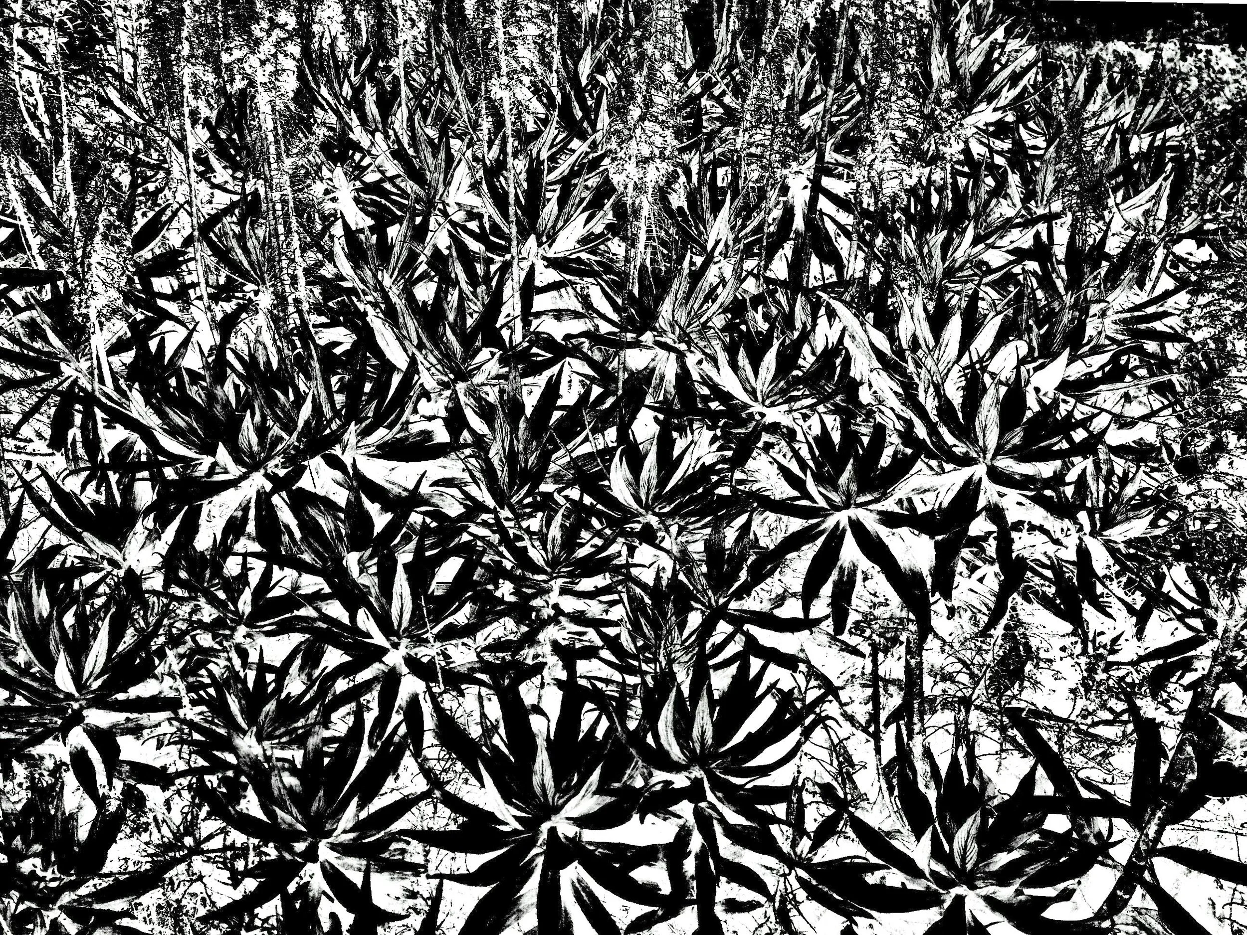 plants_2_3_4.jpg