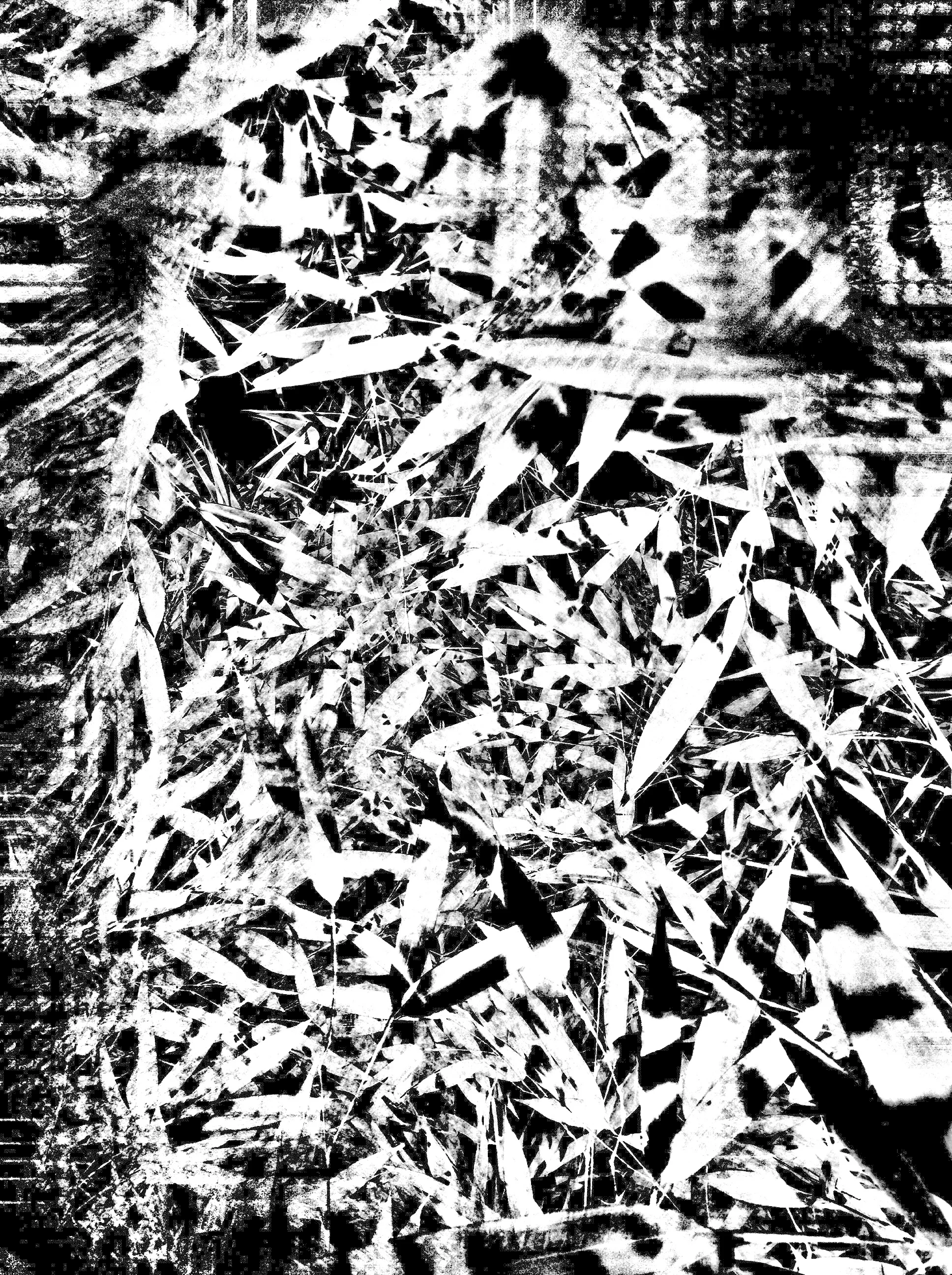 Bamboo_inverted_1.jpg