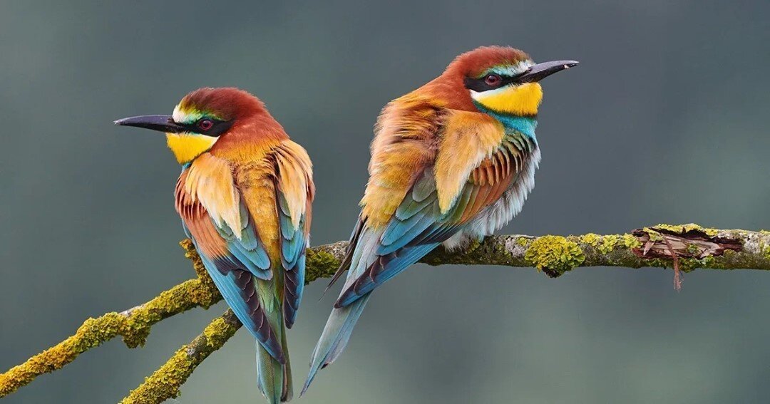 The richly colored European Bee Eater is stunning inspo for our fall color palette 😍