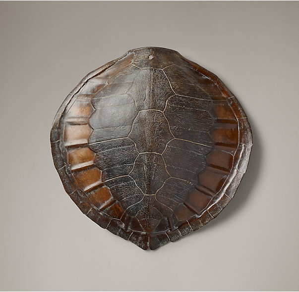 Sea Turtle Shell, $299