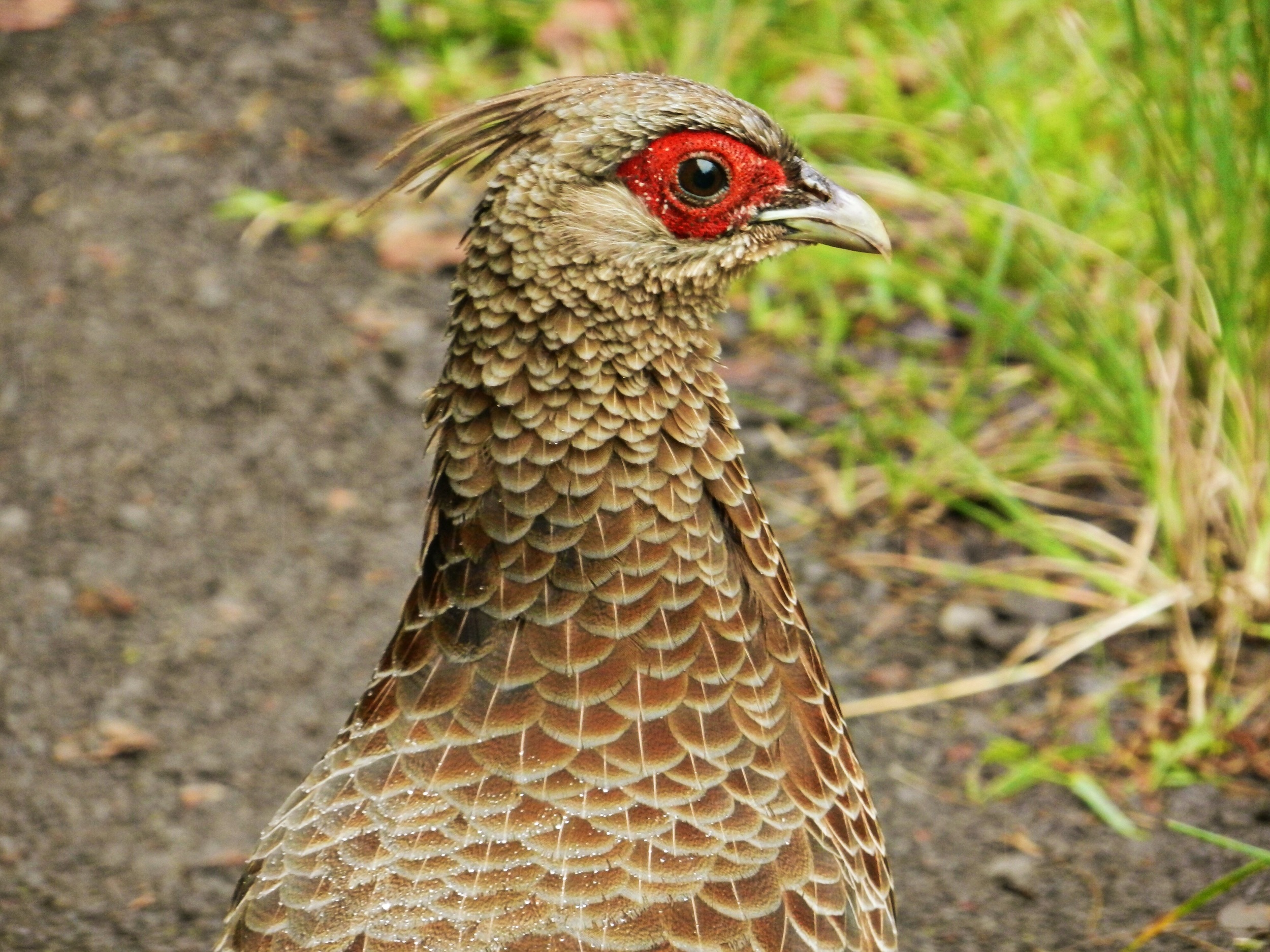 Pheasant.JPG