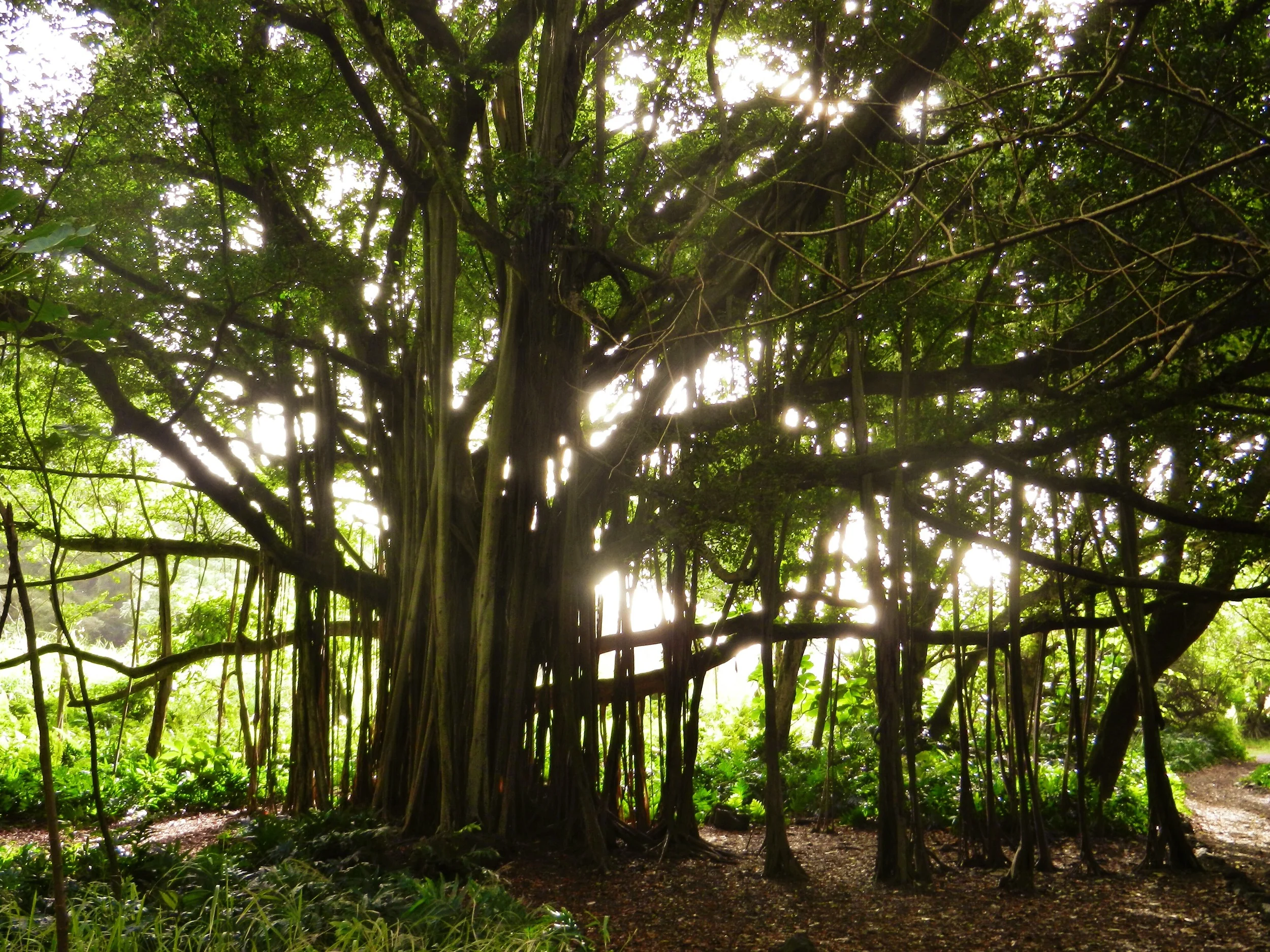 Banyan Tree.JPG