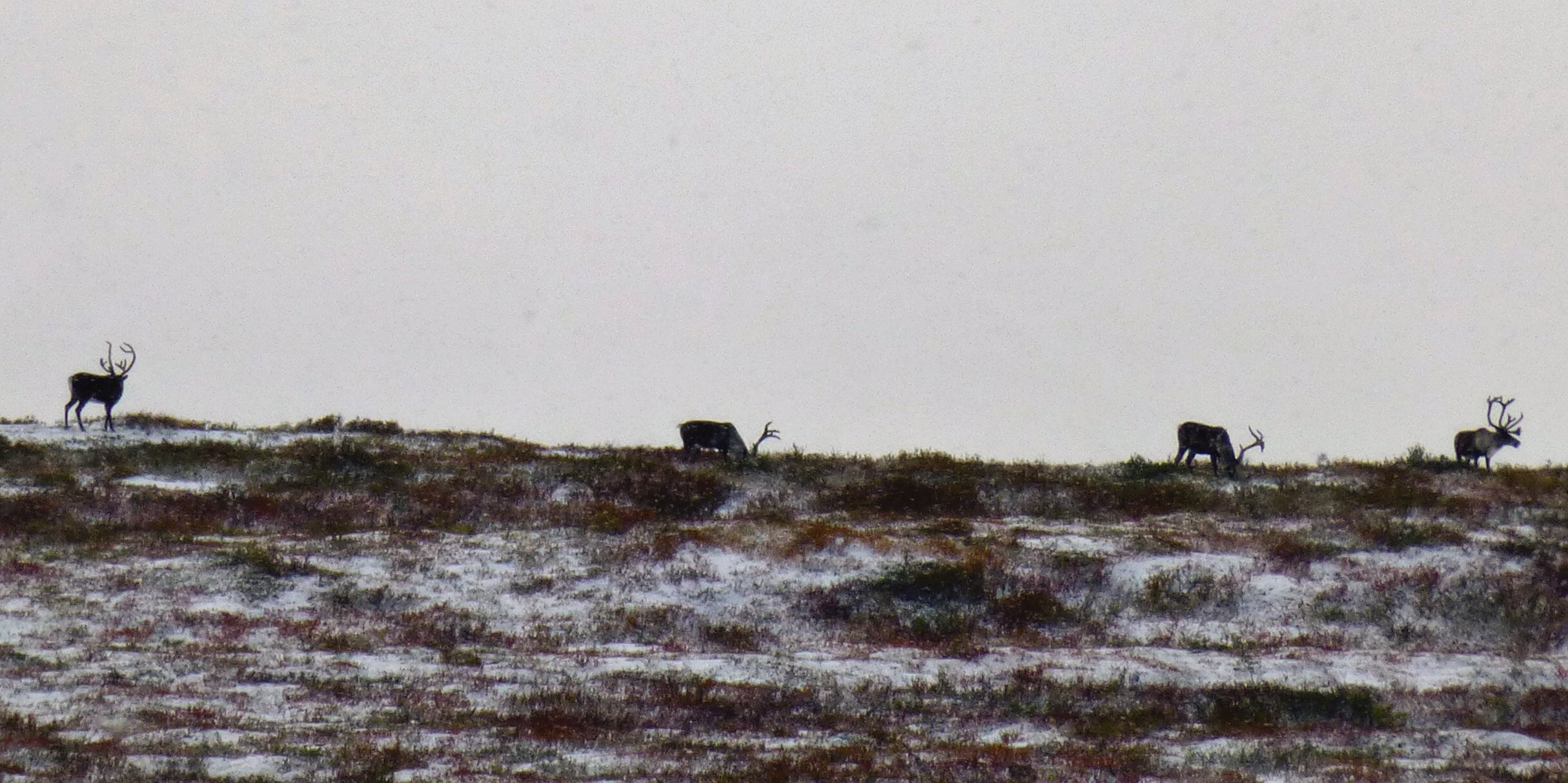 Caribou 1.jpg