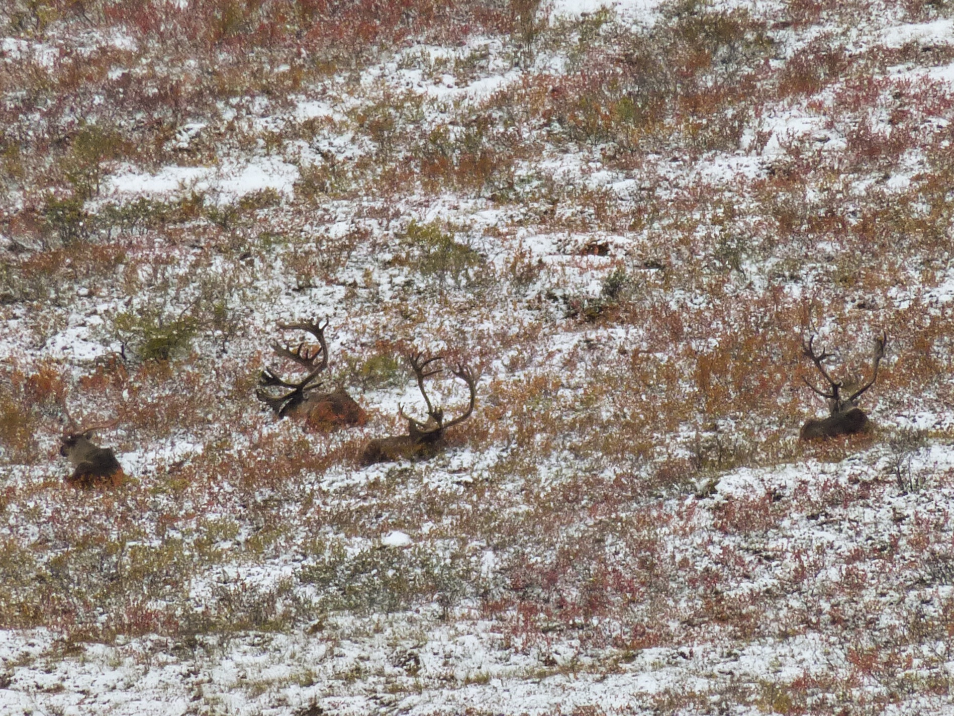 Caribou 2.jpg