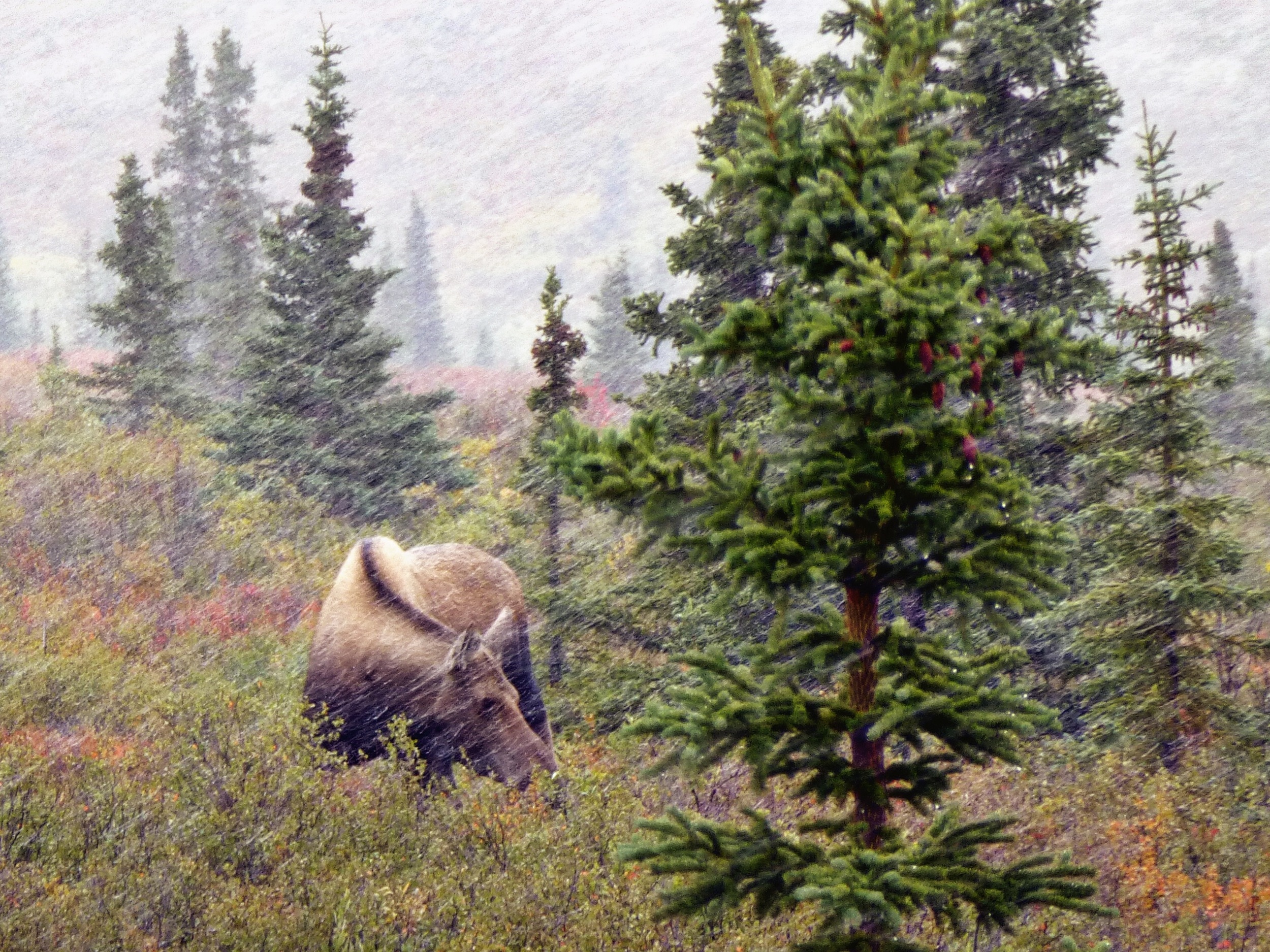 Moose.jpg