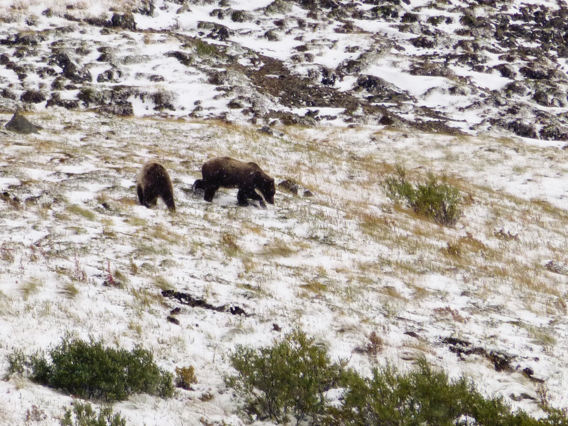 Bear.jpg