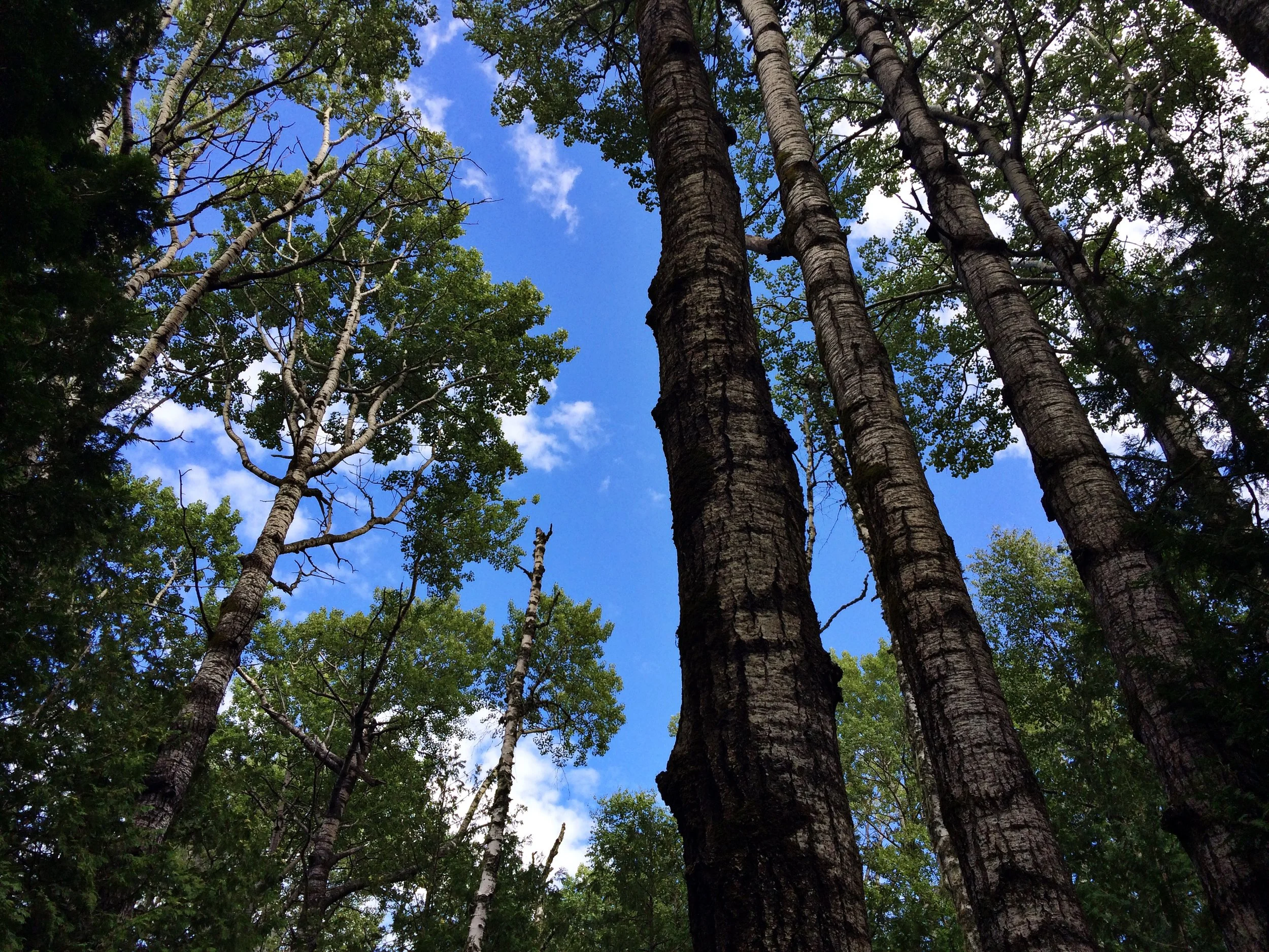 Trees.jpg