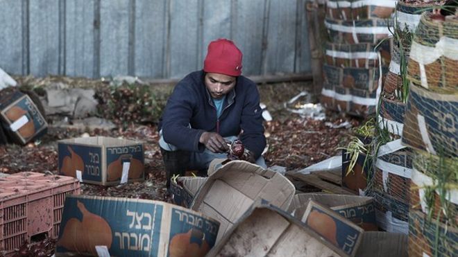Thai Workers on Israeli Farms