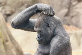 headscratching gorilla.jpg