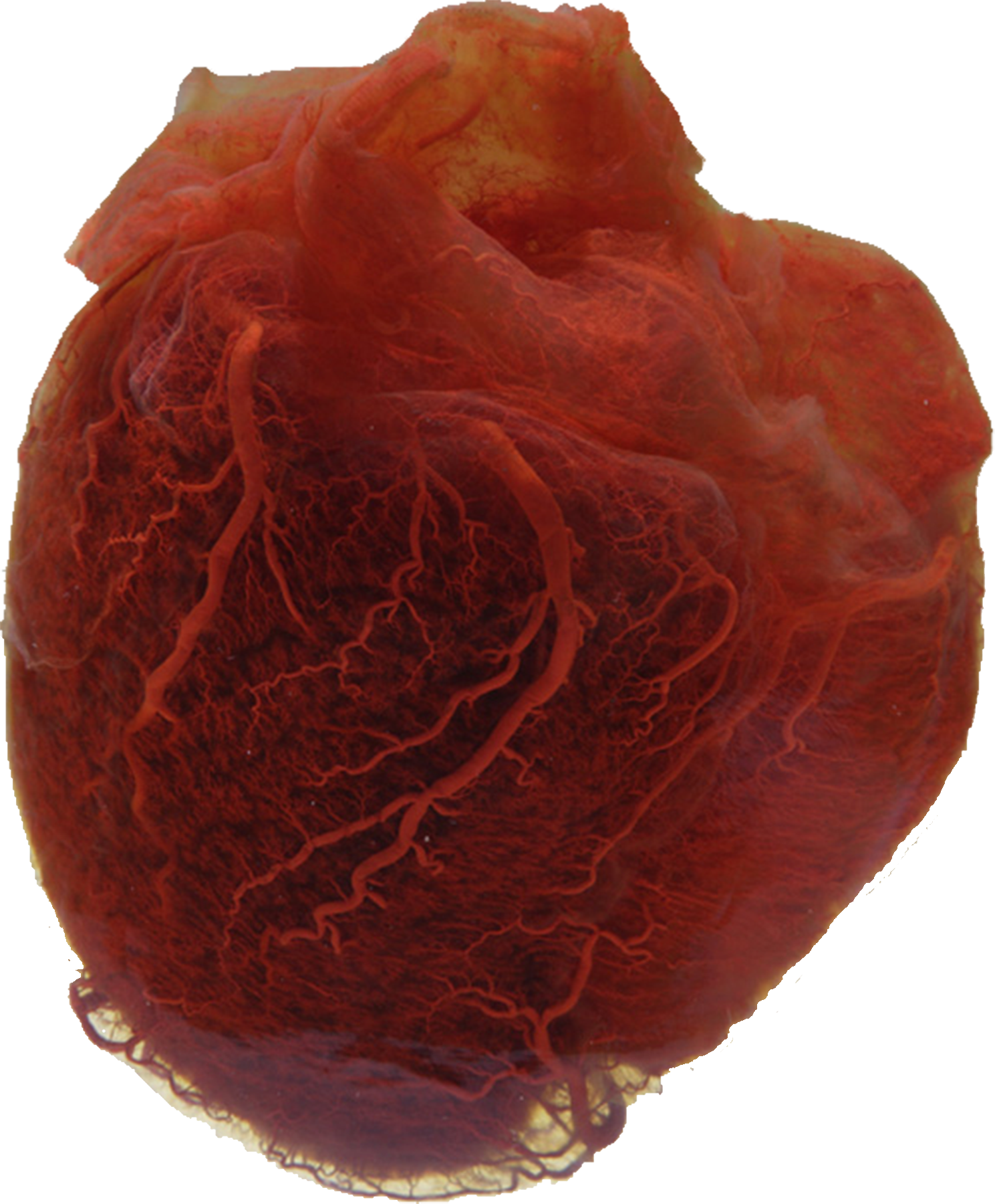 vasculatura del corazon.png