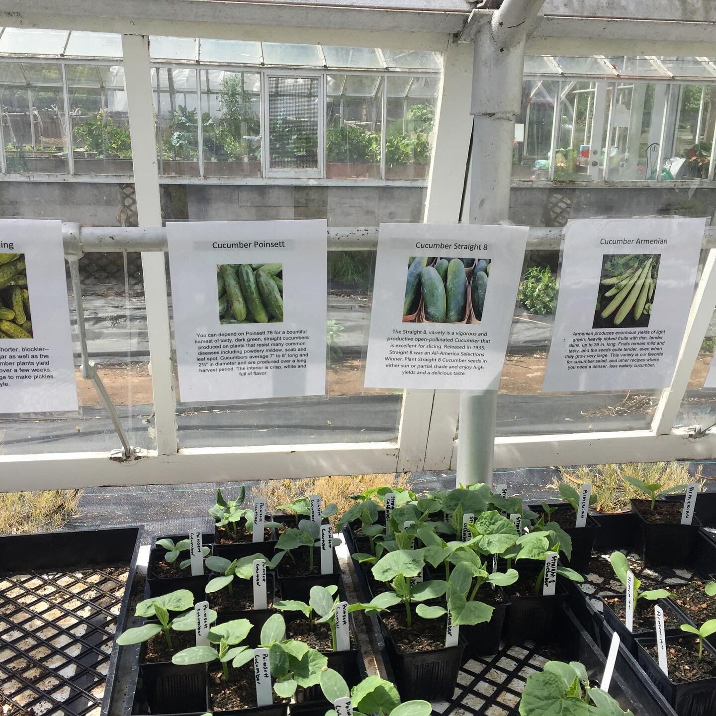 Check out all the variety we have at our plant sale today!