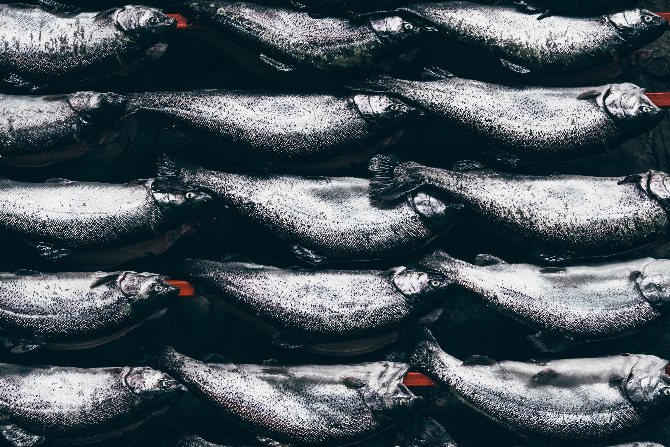 fish.jpeg