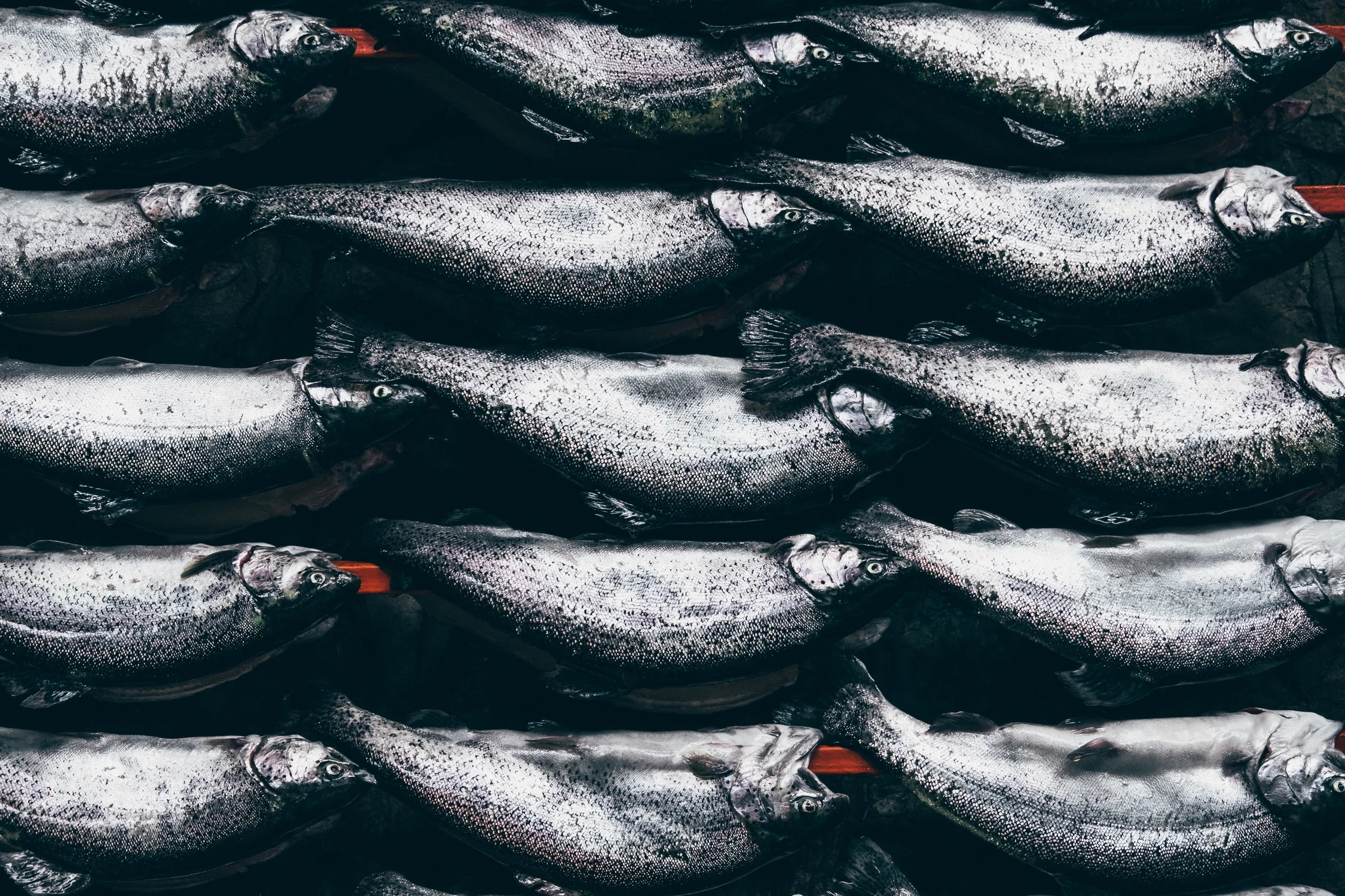 fish.jpeg