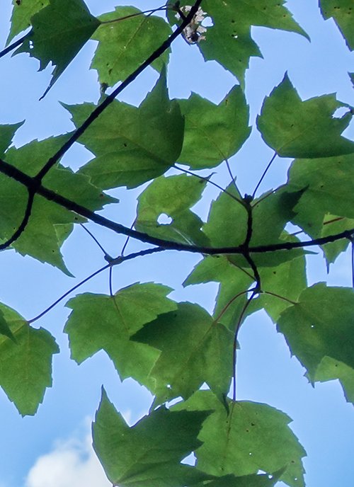 trees-thumb1.jpg