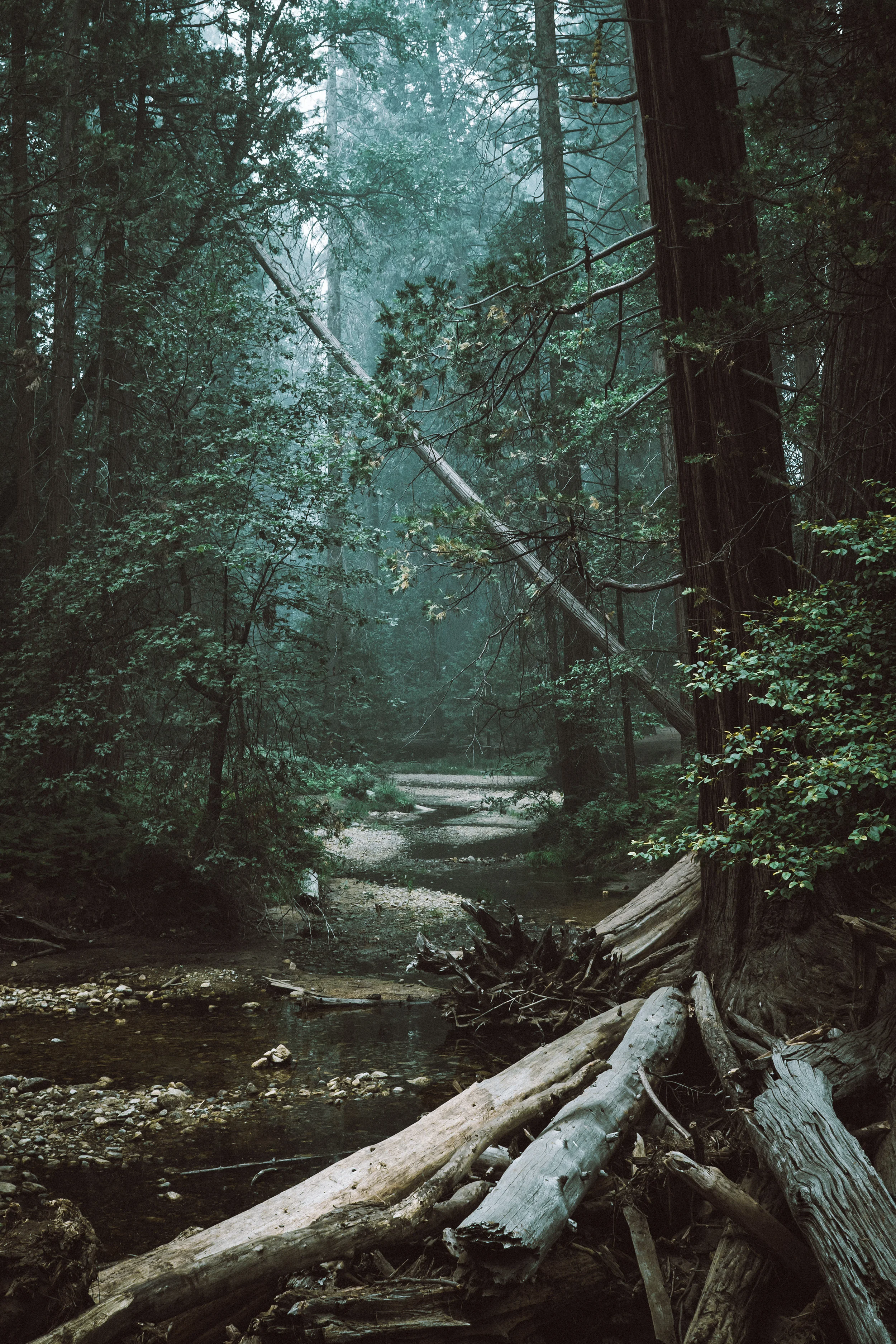 Forest_creak_web.jpg