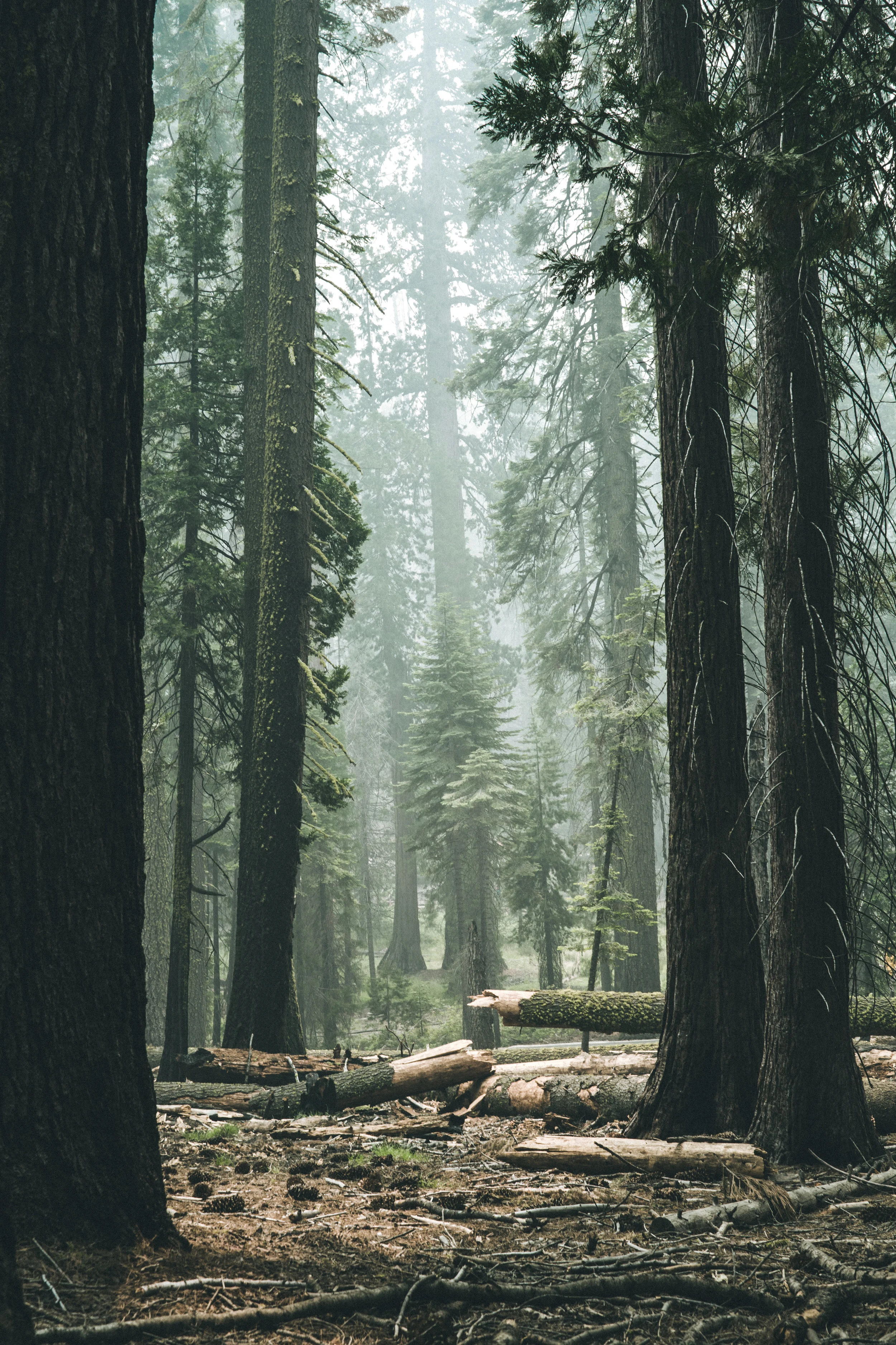 forest_broken_trees_web.jpg