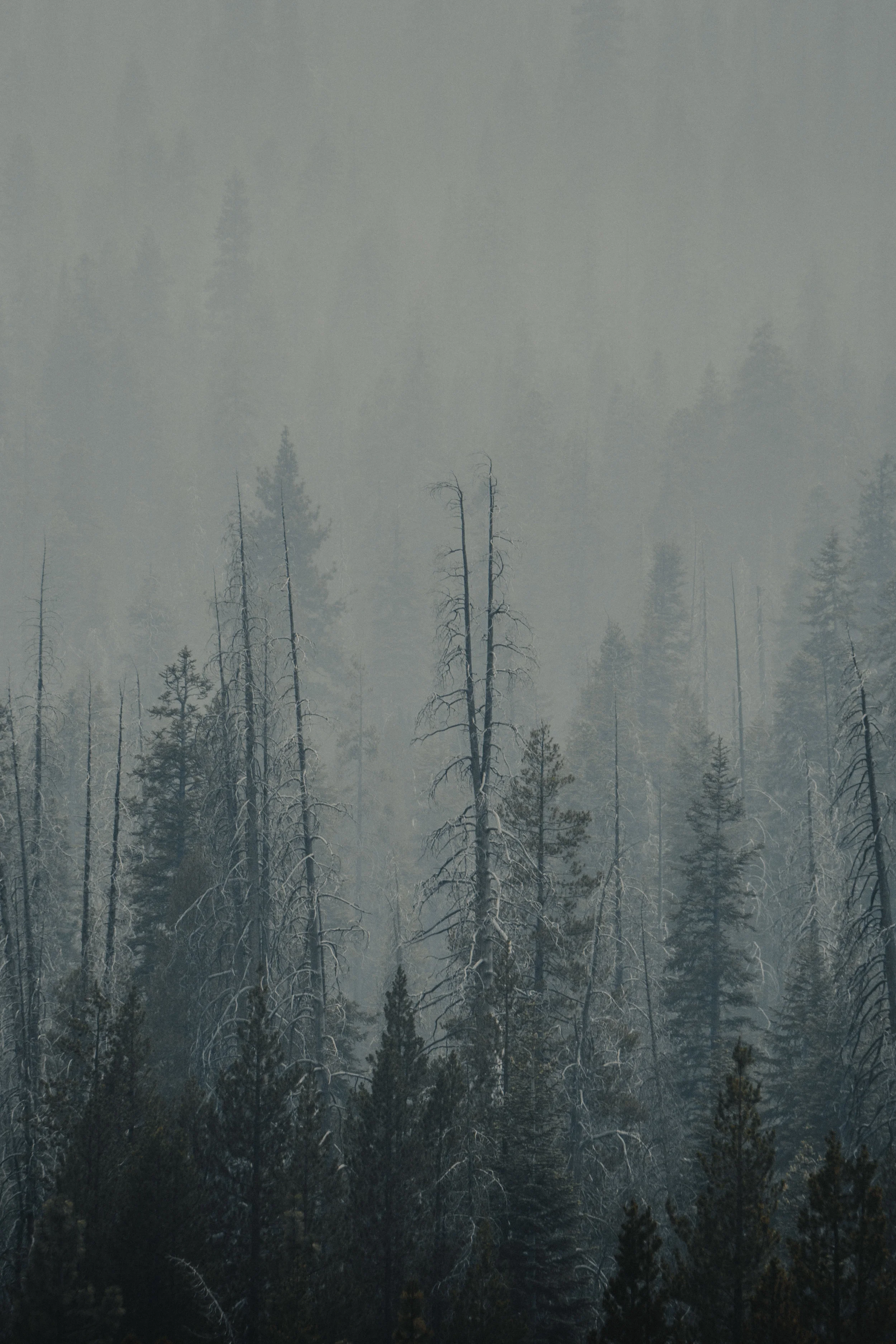 forest_fog_web.jpg