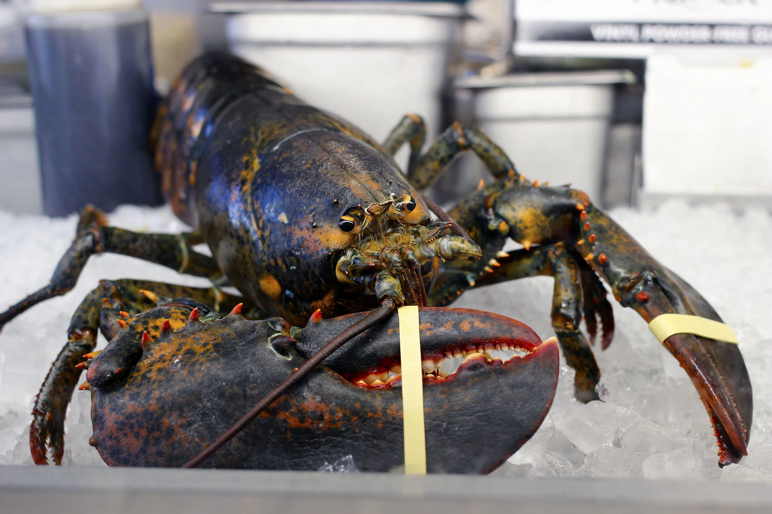 This maine lobster is waiting for you.