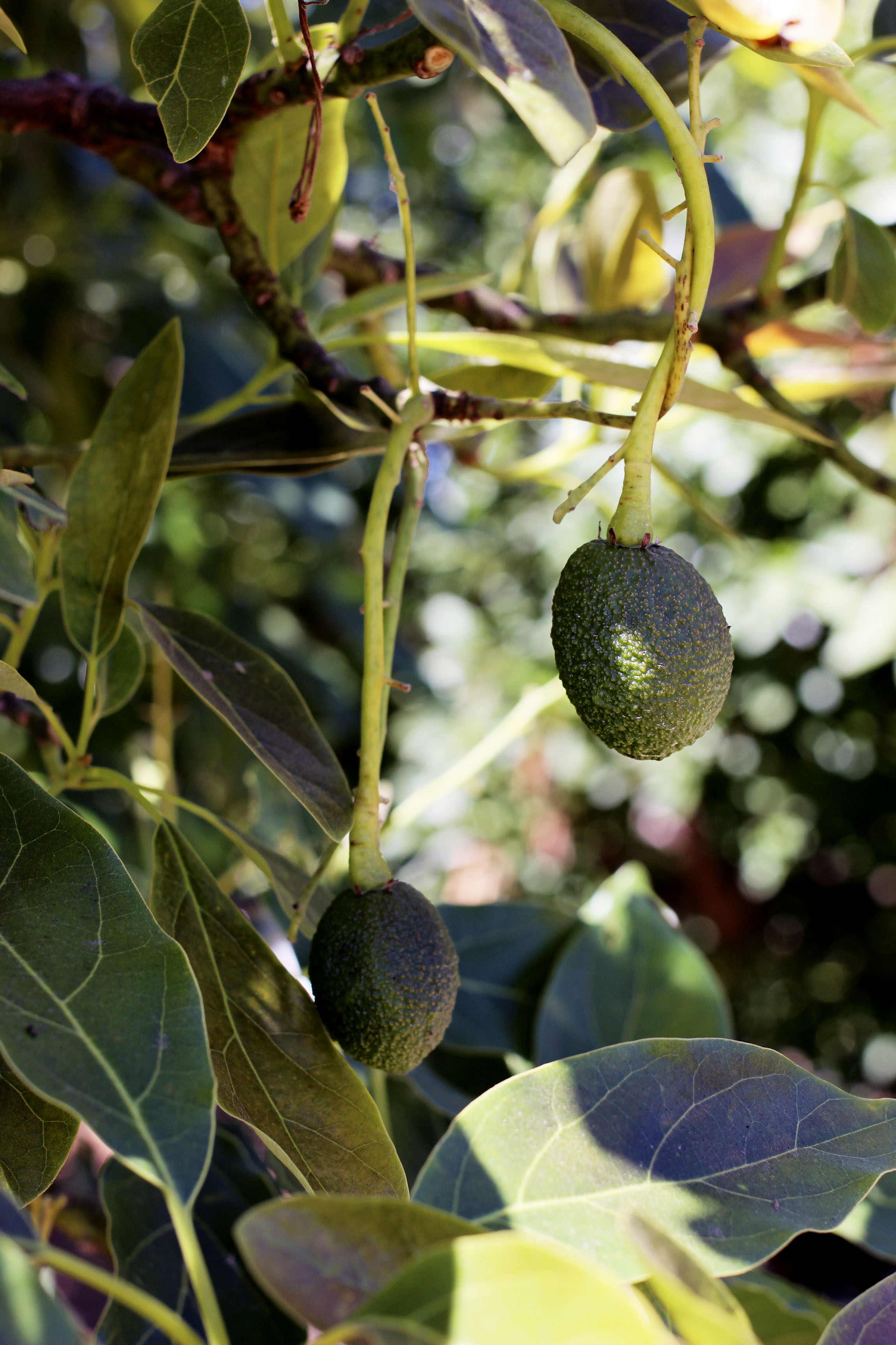 Cute little avocados not ready yet.