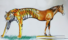 Horse Horse Tiger Tiger How To Say Mediocre In Chinese Succeed With Mandarin