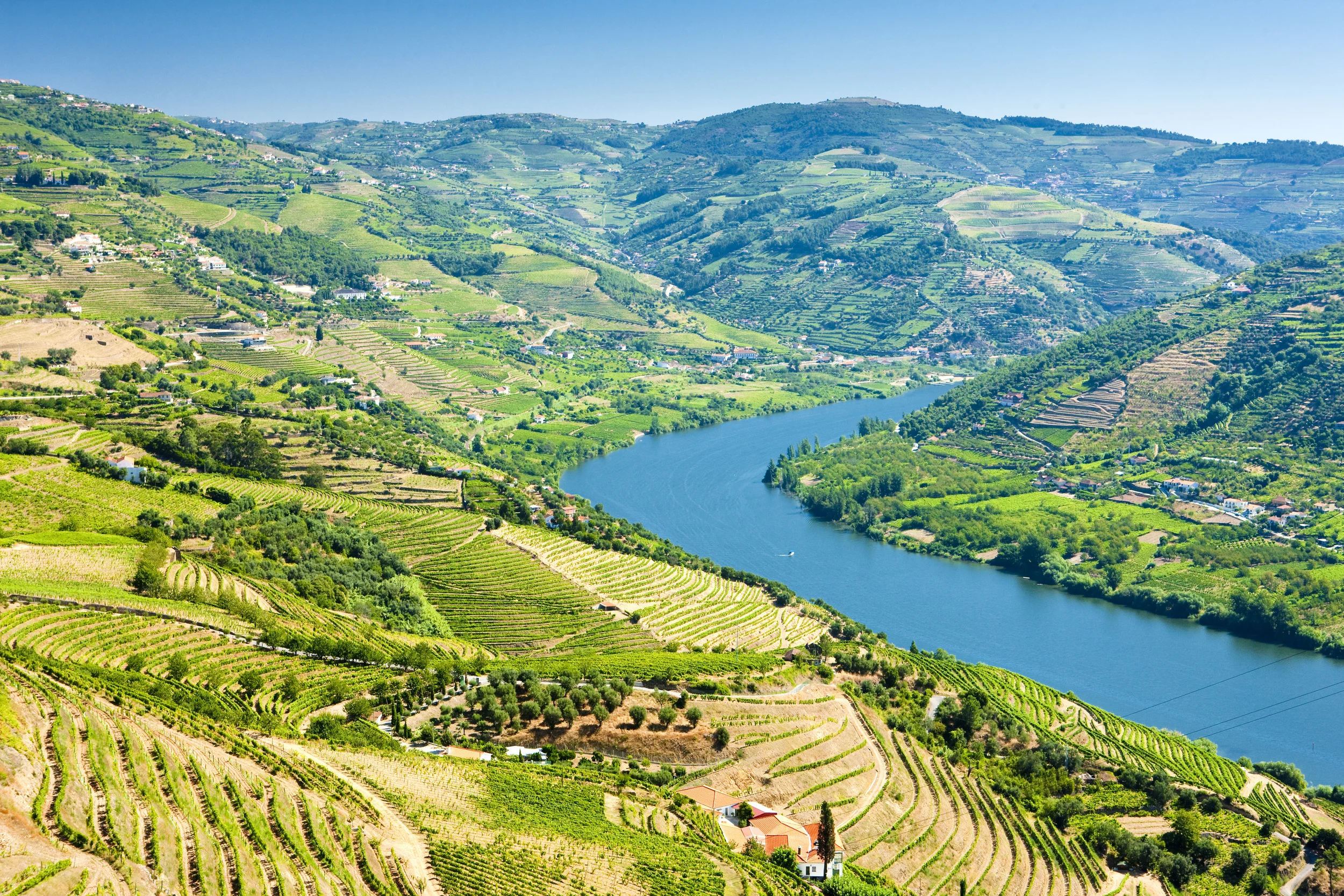 The Douro Valley, Vineyards