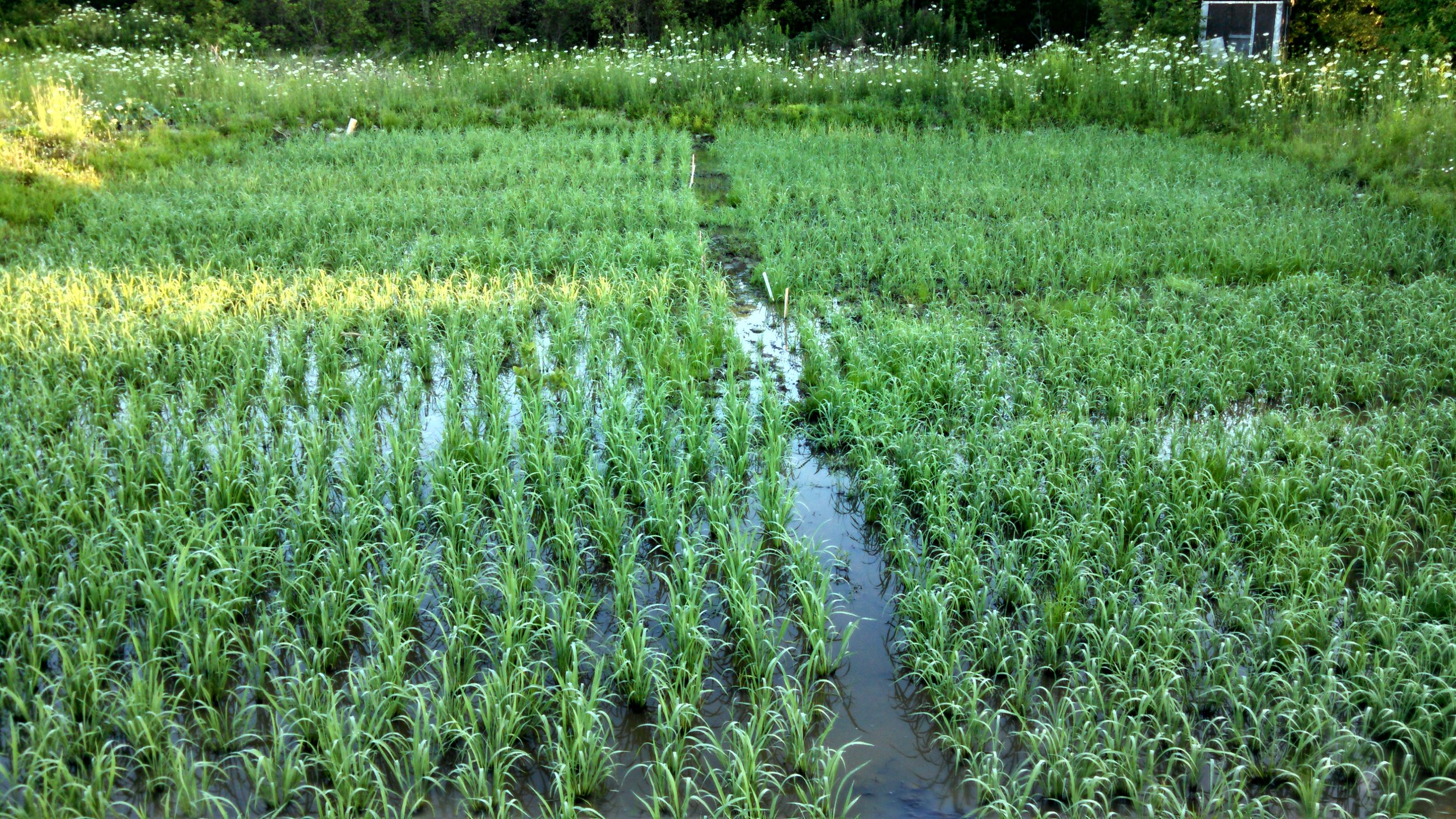 rice_seedling_paddy_afar_landscape.jpeg