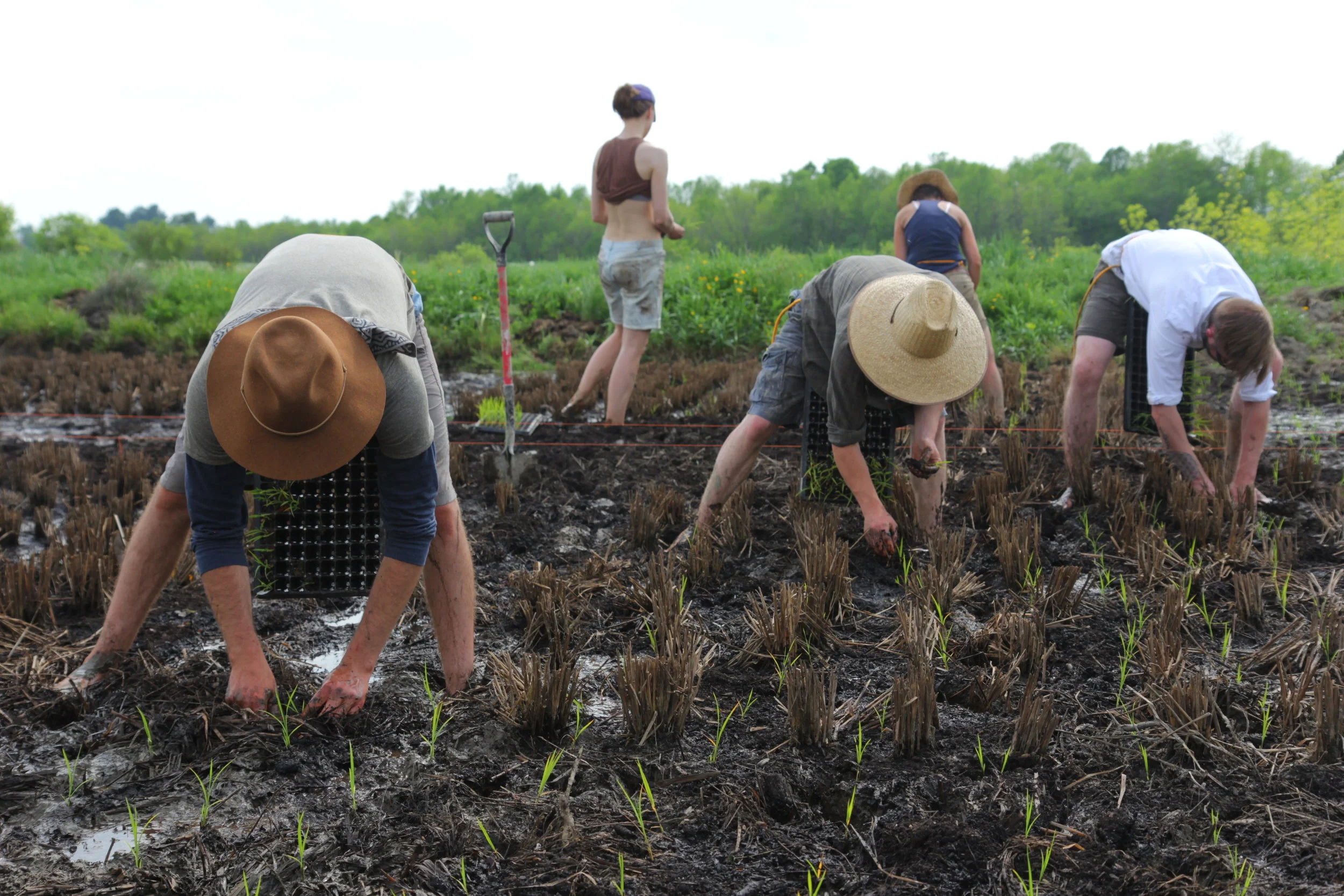 Highly diversified and integrated , our biggest focus in years past has been mixed vegetable production, either going to wholesale or CSA. All annual beds (roughly an acre) are either currently in or transitioning towards a no-till system, which is strongly reliant on cover cropping, rotations, animal integration, mulching, a diverse array of homemade foliar sprays, prompt, observant and critical management, and faith in the biology below us.