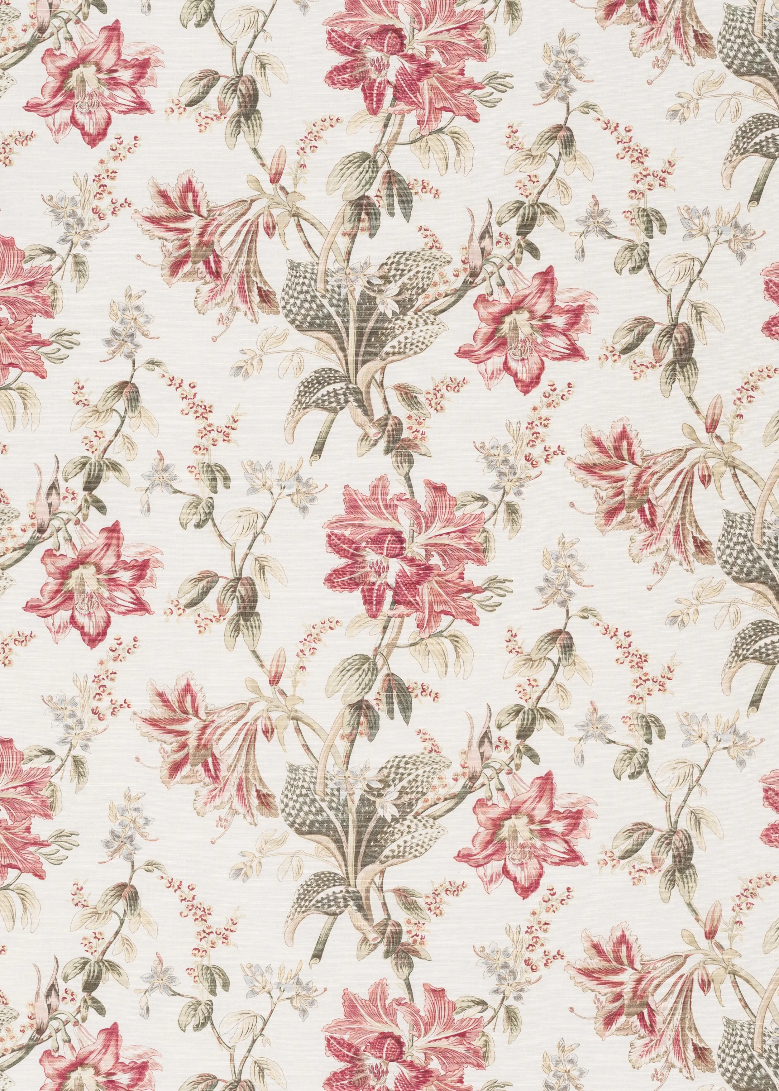 Orchid Lily - Pink Green on Oyster