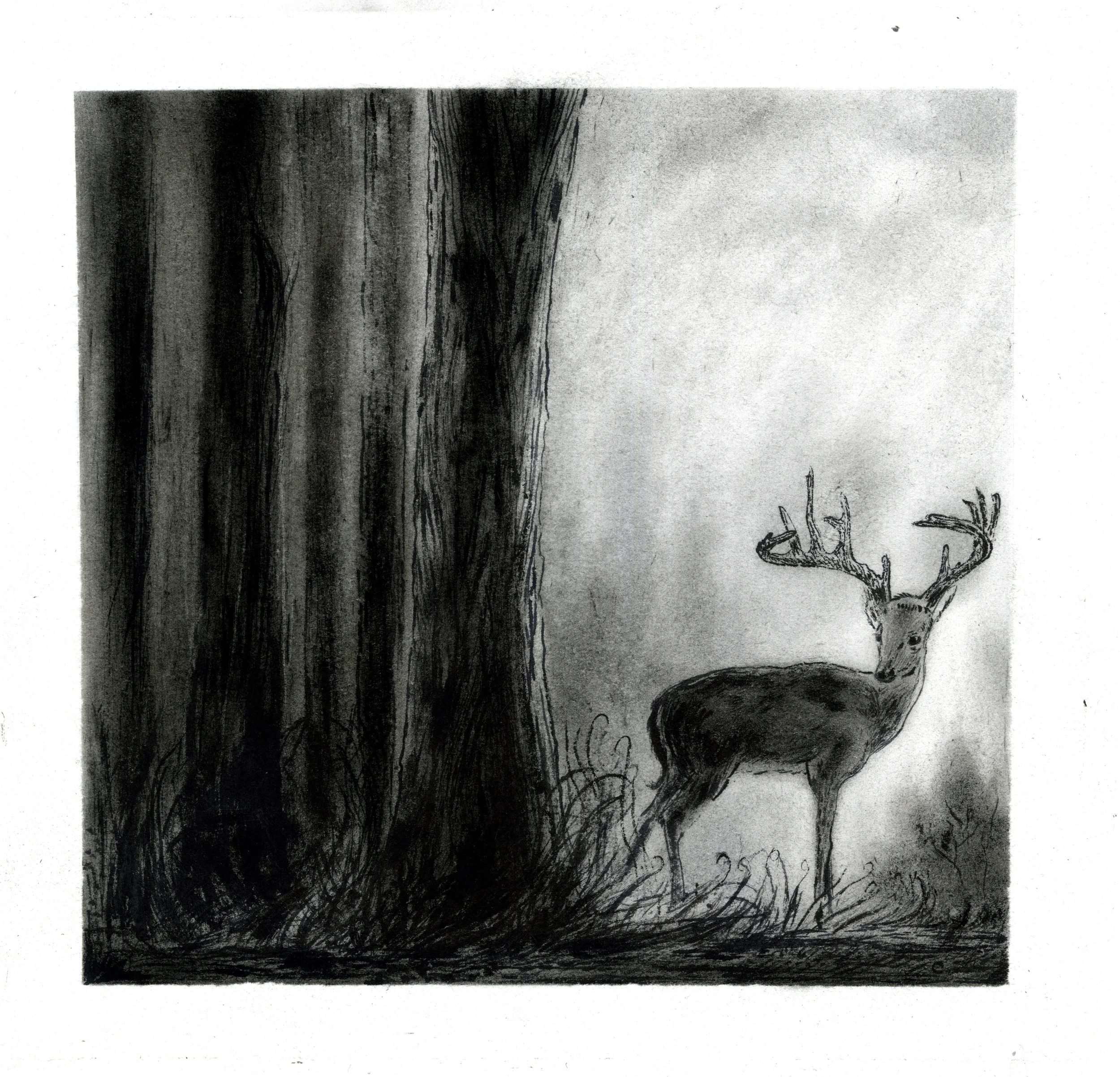 Deer.jpg