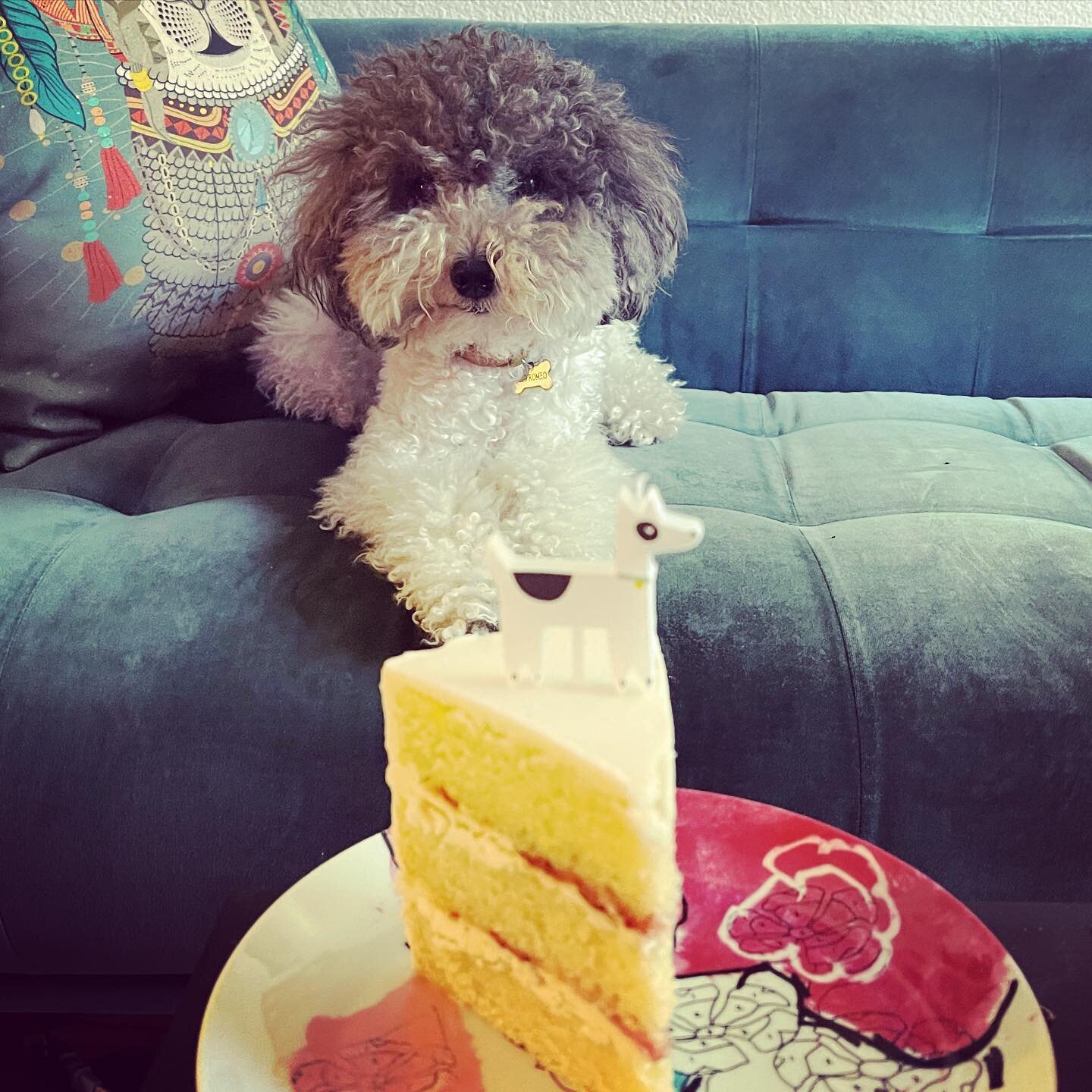 JoJo Romeo, best dog-son ever, got me a birthday cake with a candle that looks just like him.  Of course, Mehdi had to carry it home because he has hands, but one hundred per cent JoJo Romeo&rsquo;s idea.  Thank you for all the birthday love, everyon