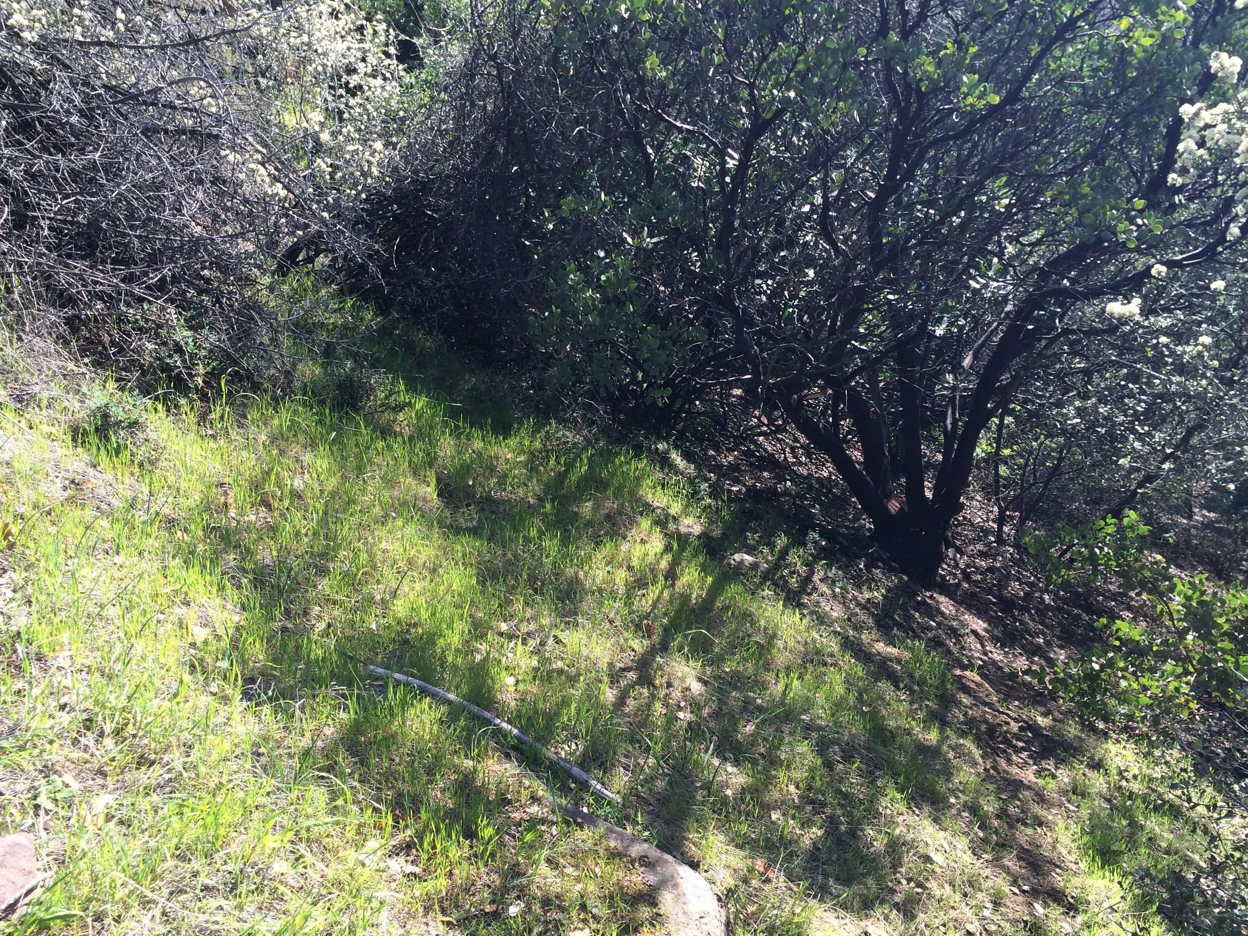  Follow the trail through the brush and begin to look up. You should be able to see the caves. There will be a rocky ledge to your left. Explore along the ledge until you find an area where you feel comfortable climbing up into the caves. Be warned: 