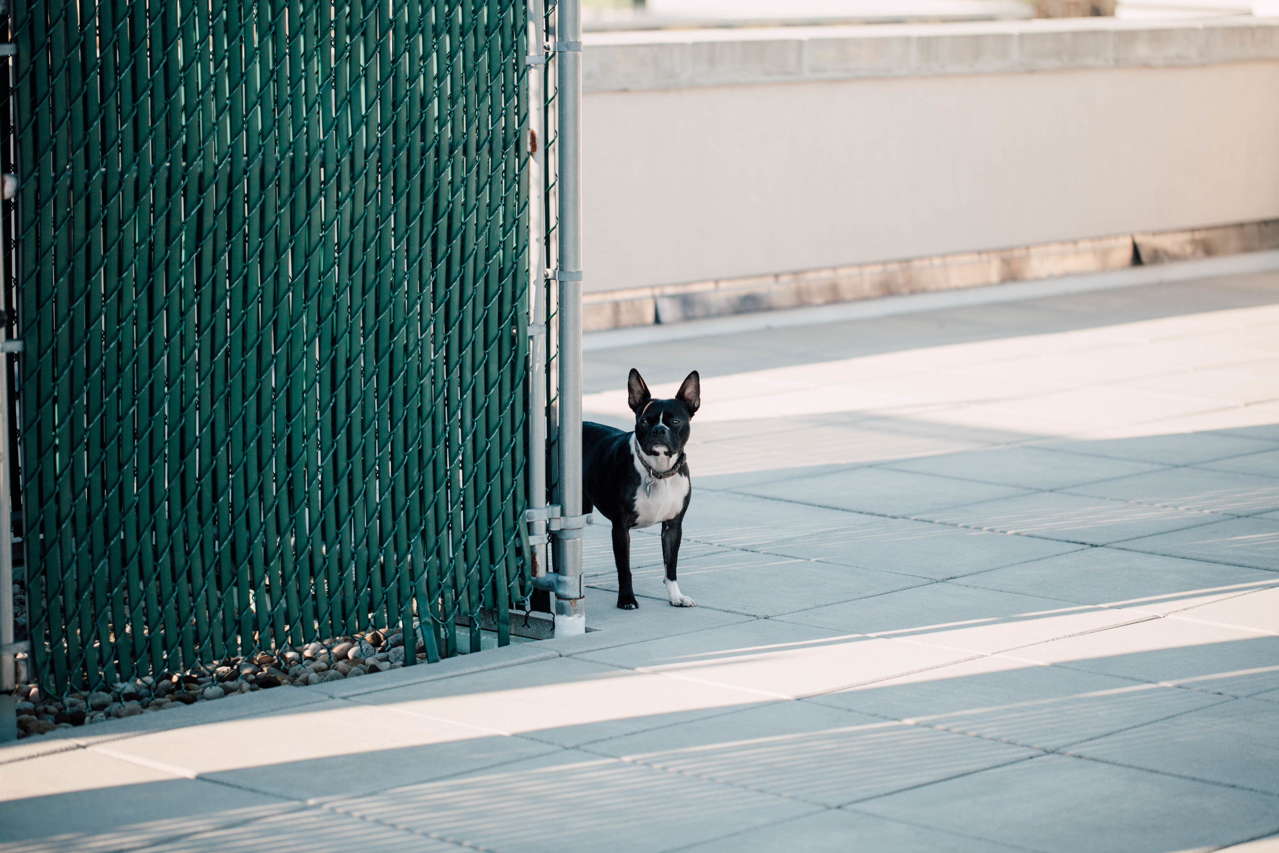 boston terrier engagement session nyc