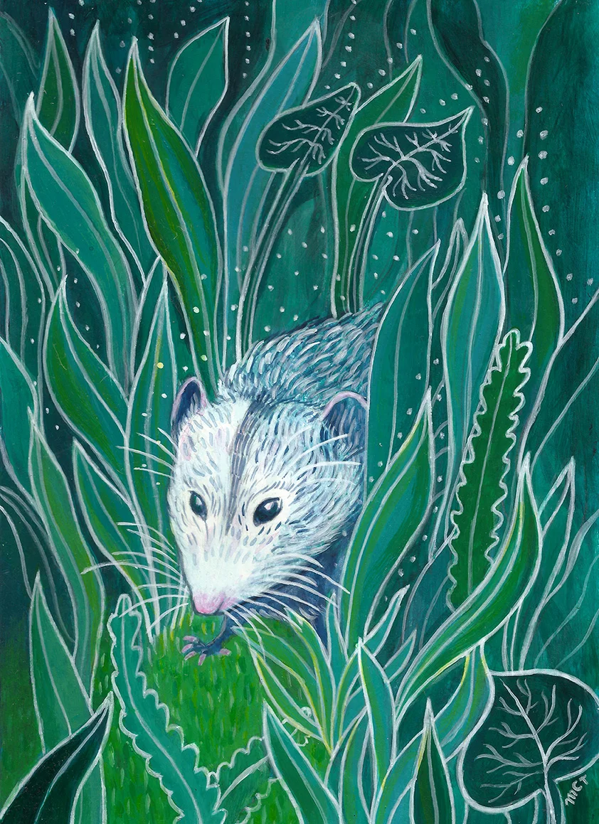 Opossum Magic
