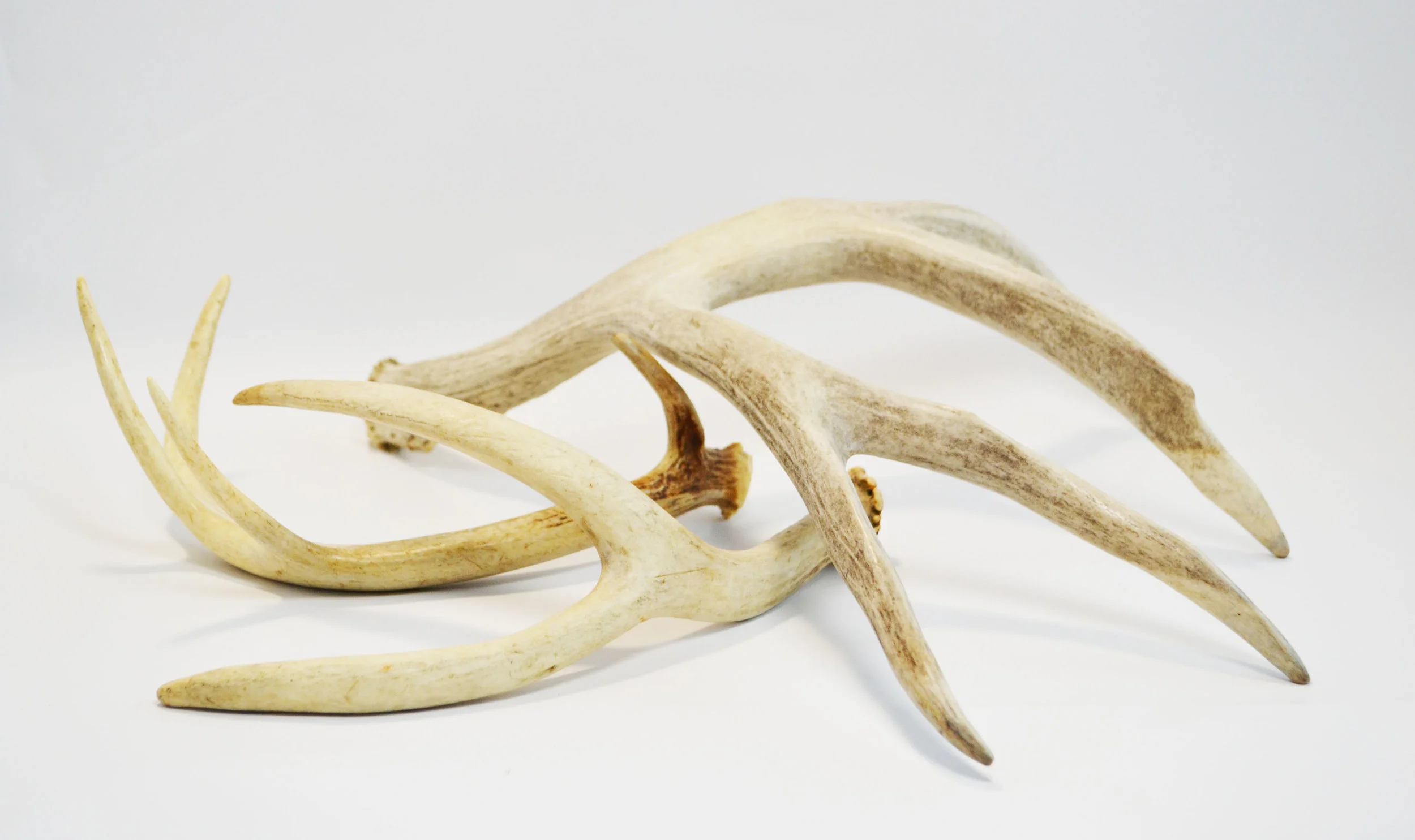 antlers Quantity: 18 Price: $15.00