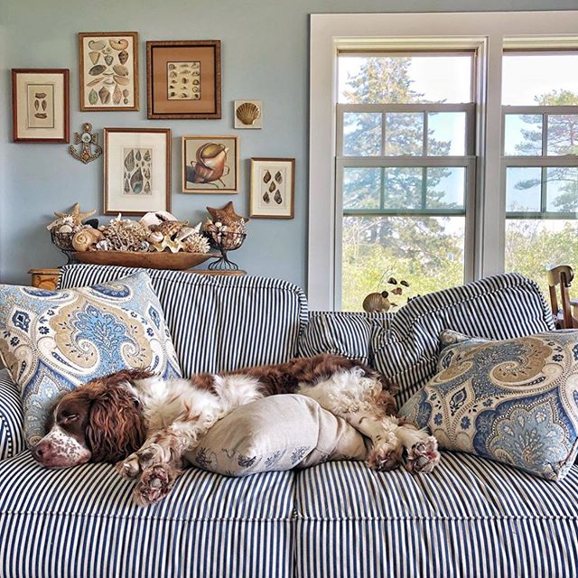 Someone&rsquo;s got the right idea here.😍 See more of @mollyinmaine&rsquo;s cottage and sweet pups on her feed!🐶🌊 #cottagestyle #mainehomes #summertimevibes