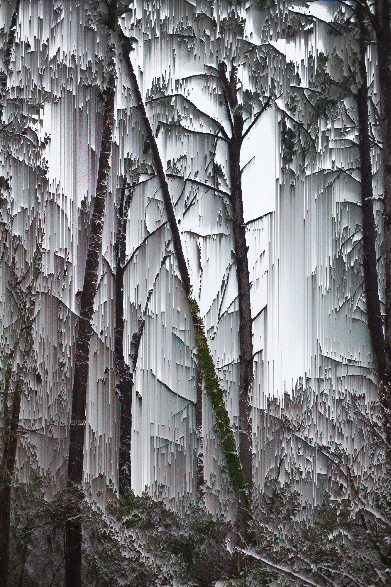 trees_in_winter // 2016