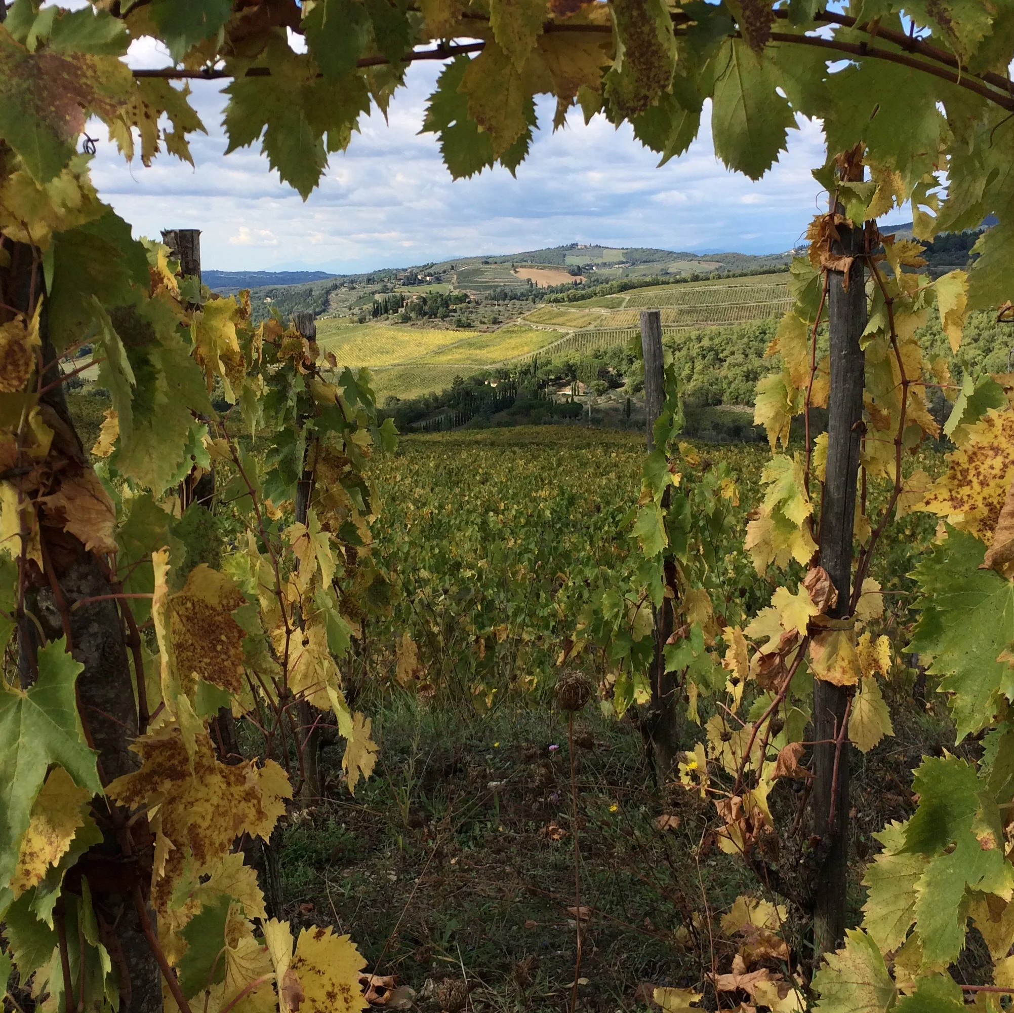 best chianti wine tour.JPG