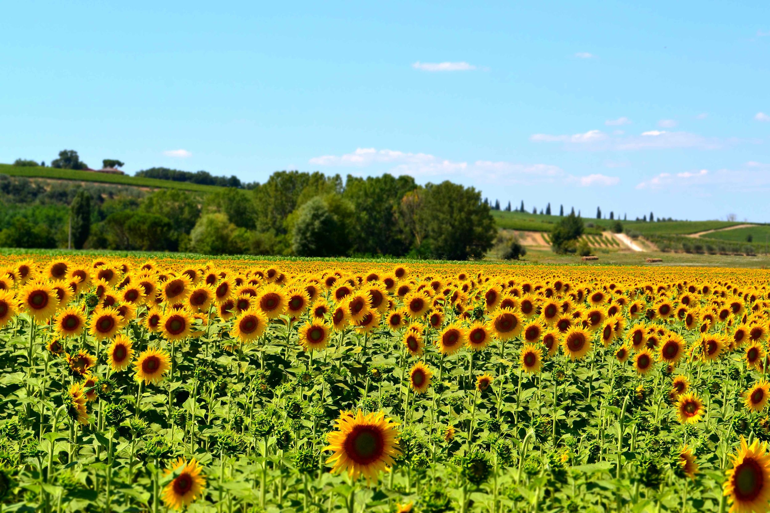 sunflowers-cropped.jpeg