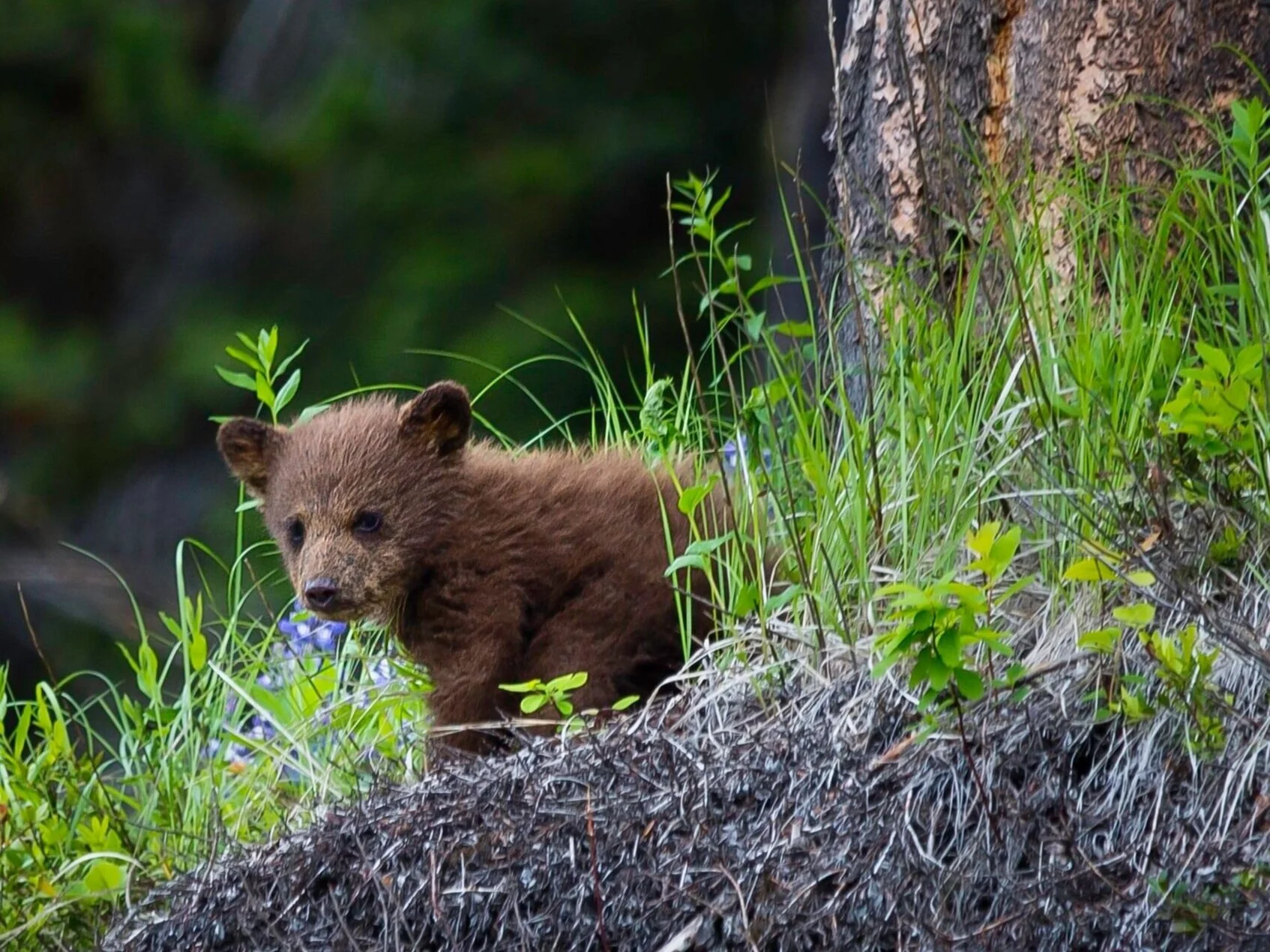 Child Care Black Bear Fitness Child Care Black Bear Fitness