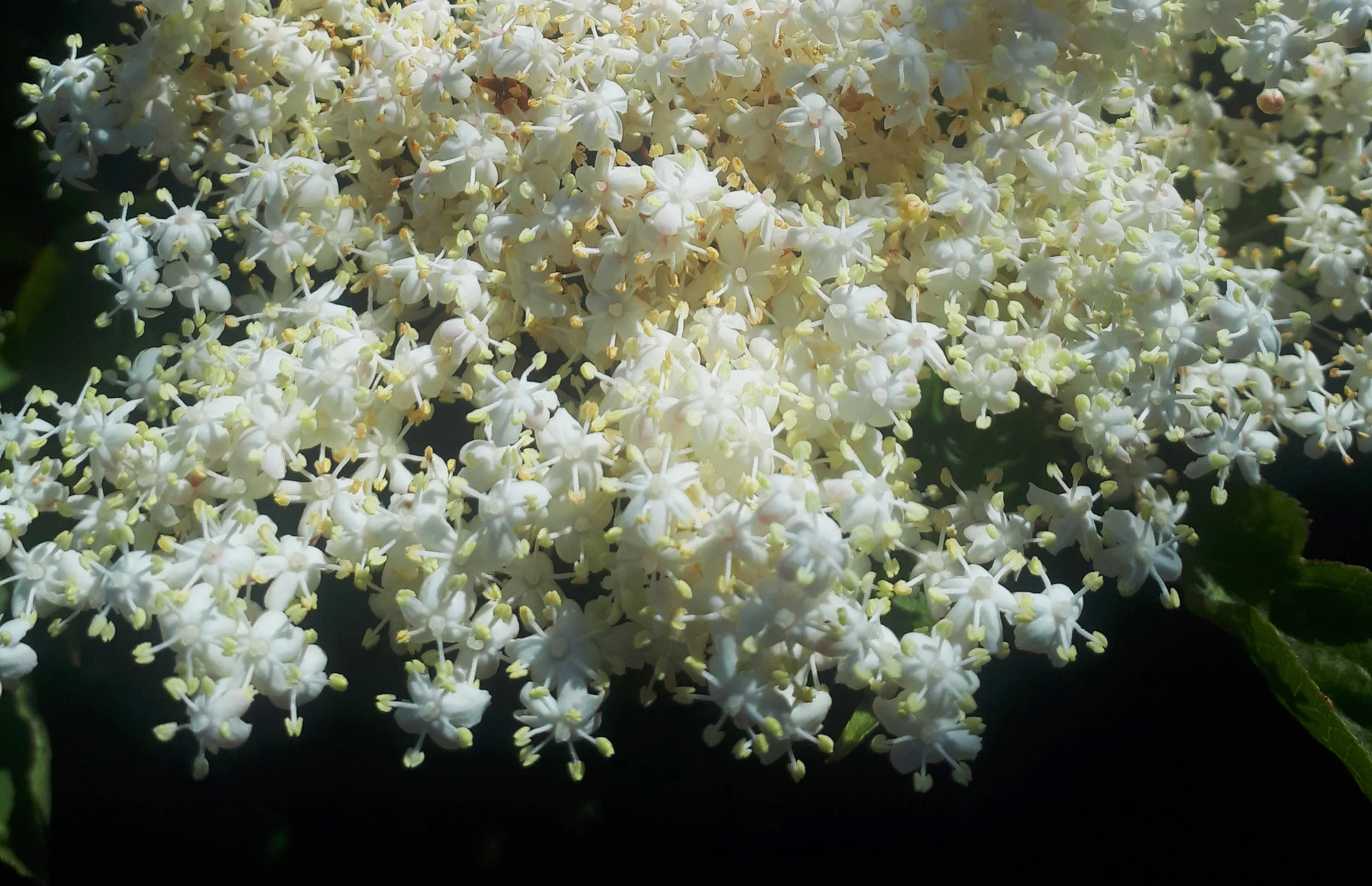 Elderflower.jpg
